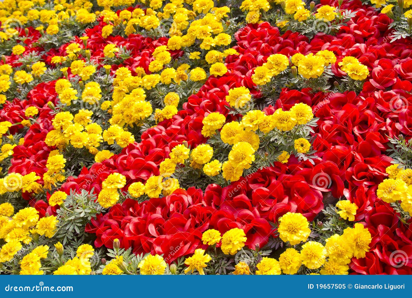 Red and Yellow Flowers in a Garden Stock Image Image of colorful