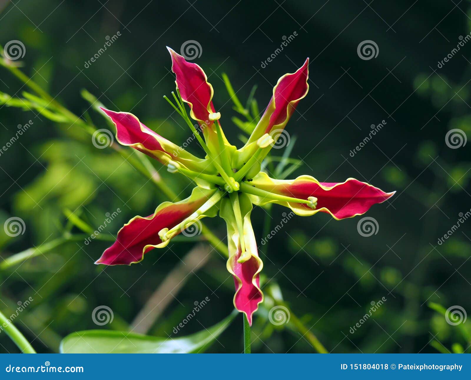 Red And Yellow Gloriosa Superba Lily Wild Flower In