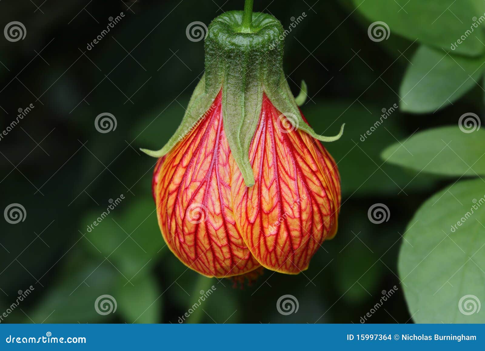 Red and Yellow Hanging Flower Natural Texture Stock Photo Image of
