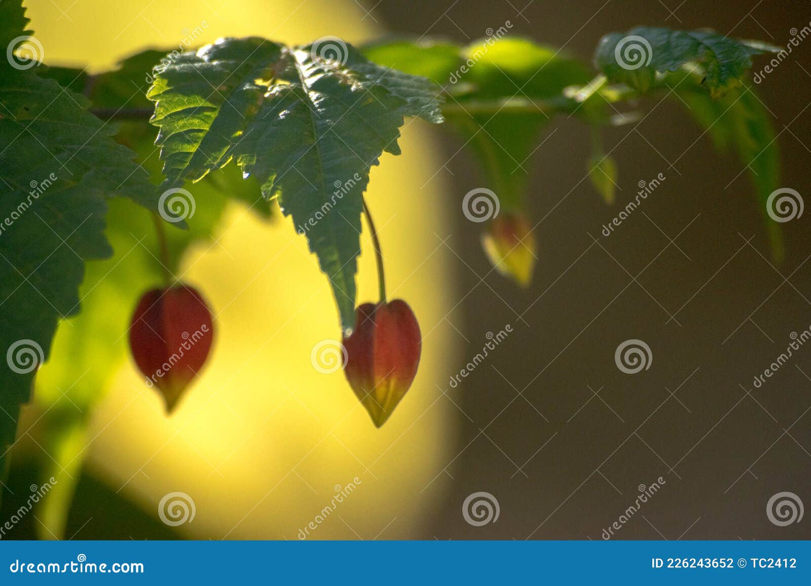 Abutilon stock photo. Image of hanging, closeup, blossom 226243652