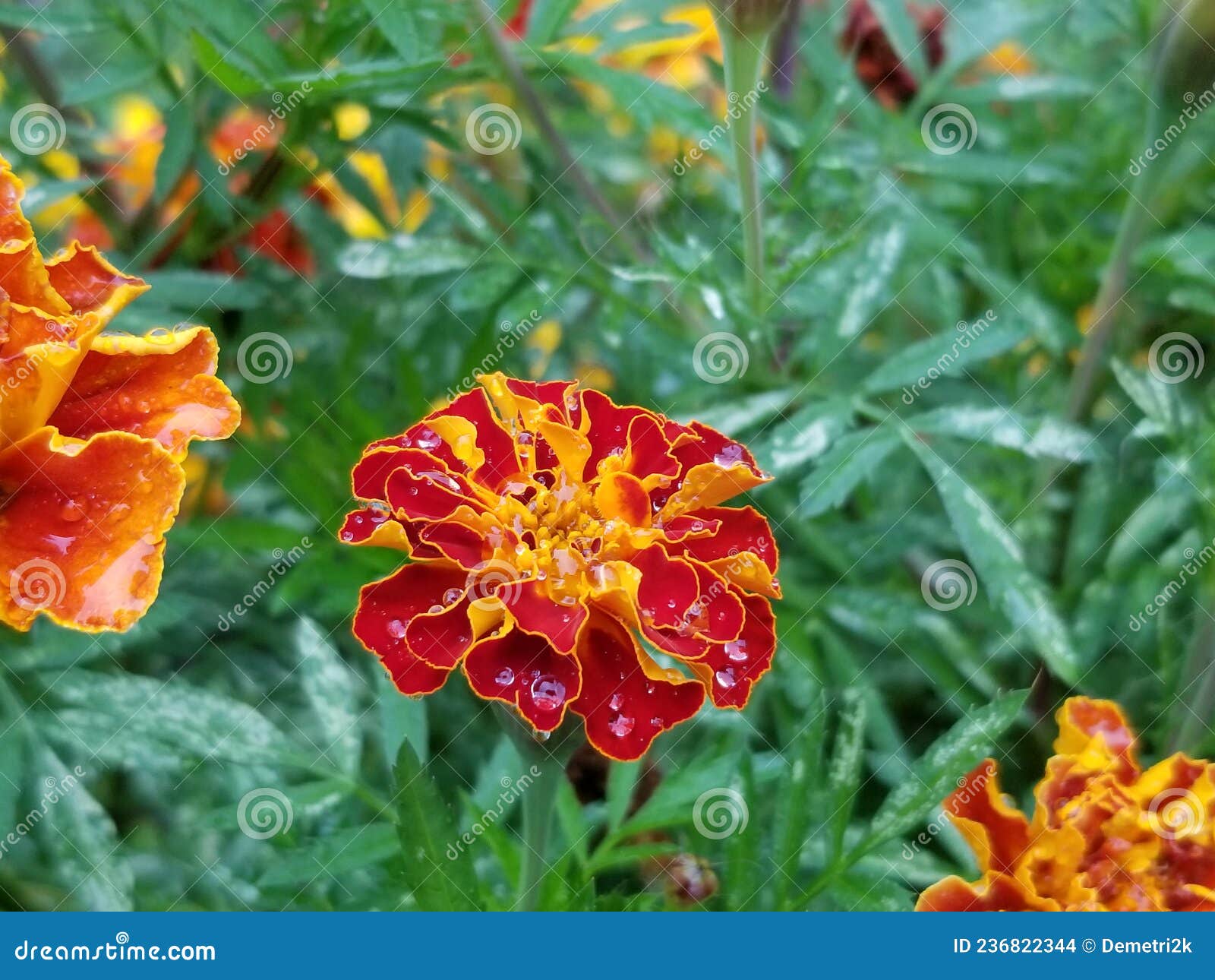 Red and Yellow Marigold Flowers 01 Stock Photo Image of plant