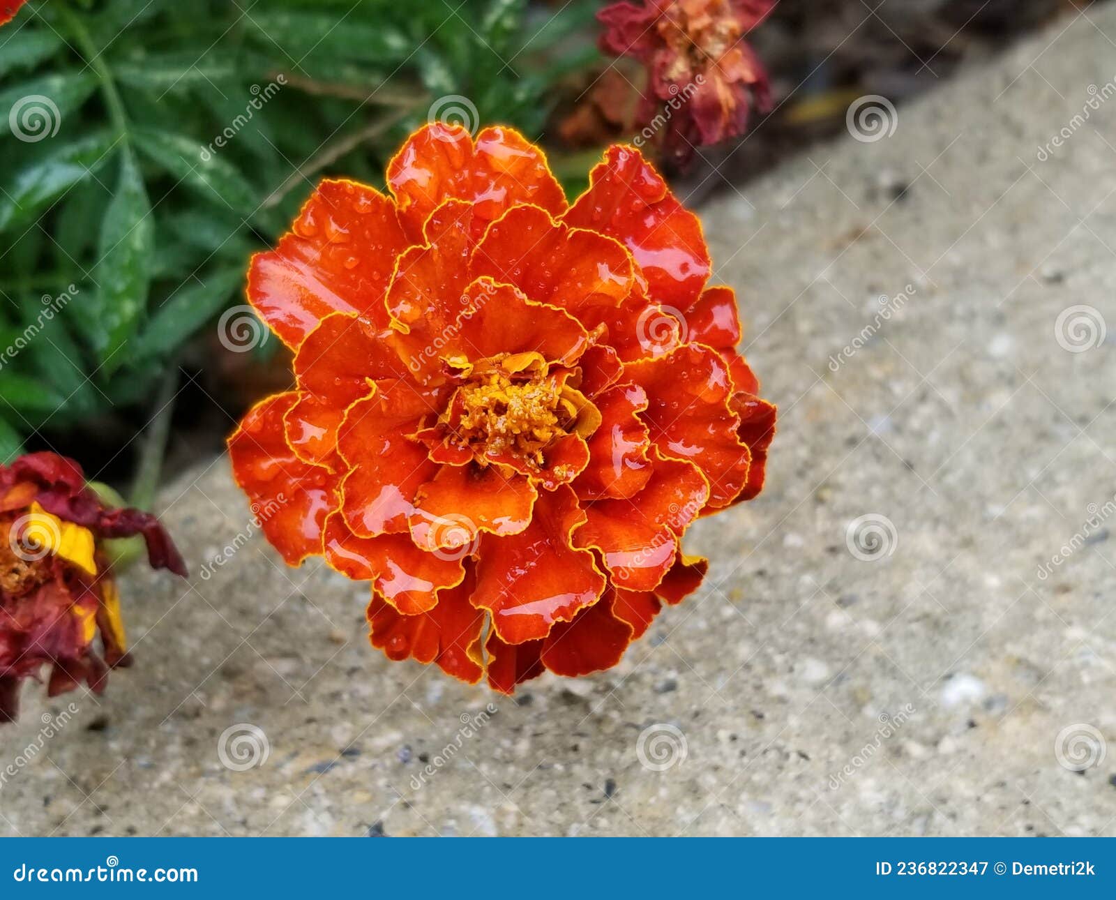 Red and Yellow Marigold Flowers 03 Stock Image Image of horticulture