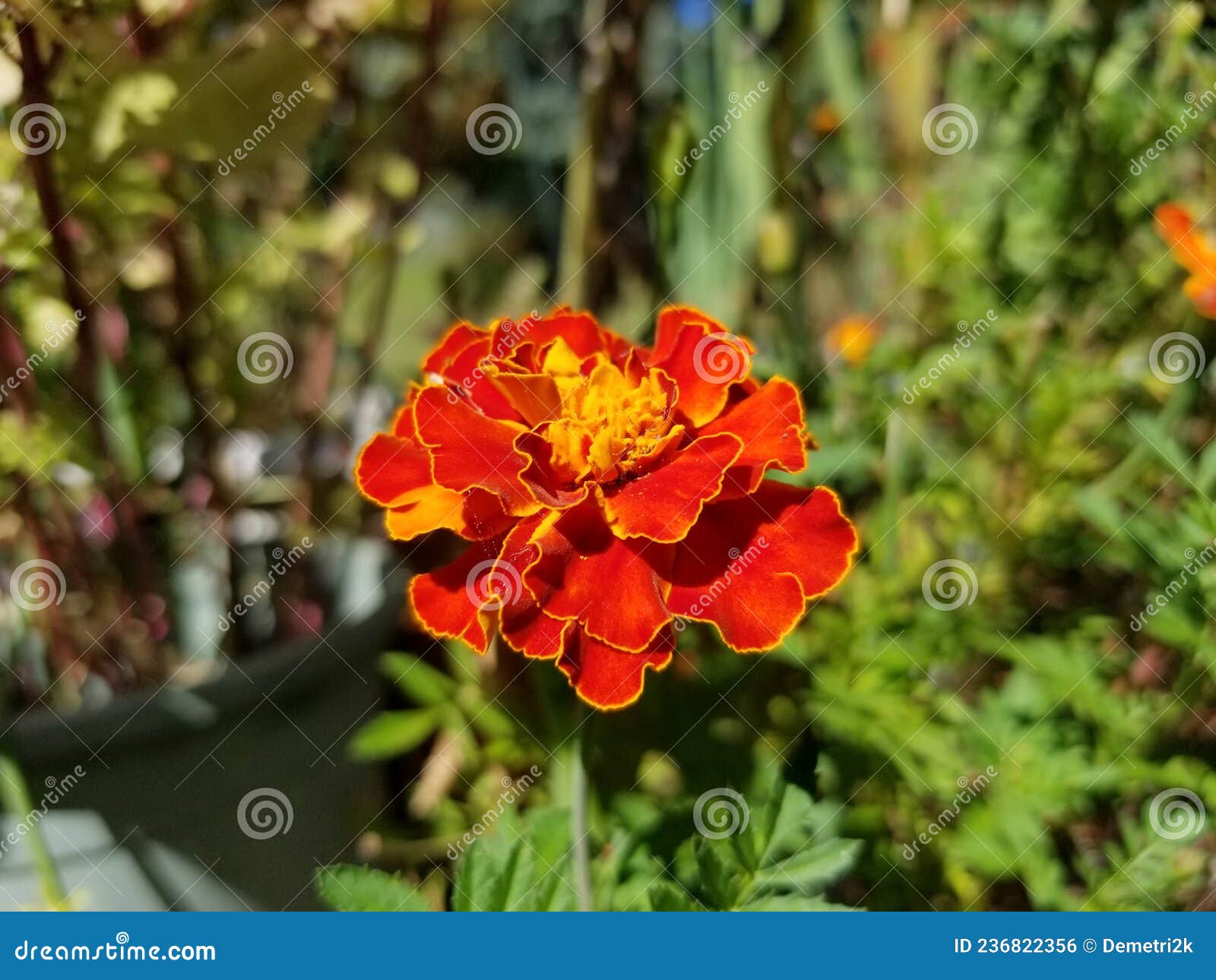 Red and Yellow Marigold Flowers 01 Stock Photo Image of botany