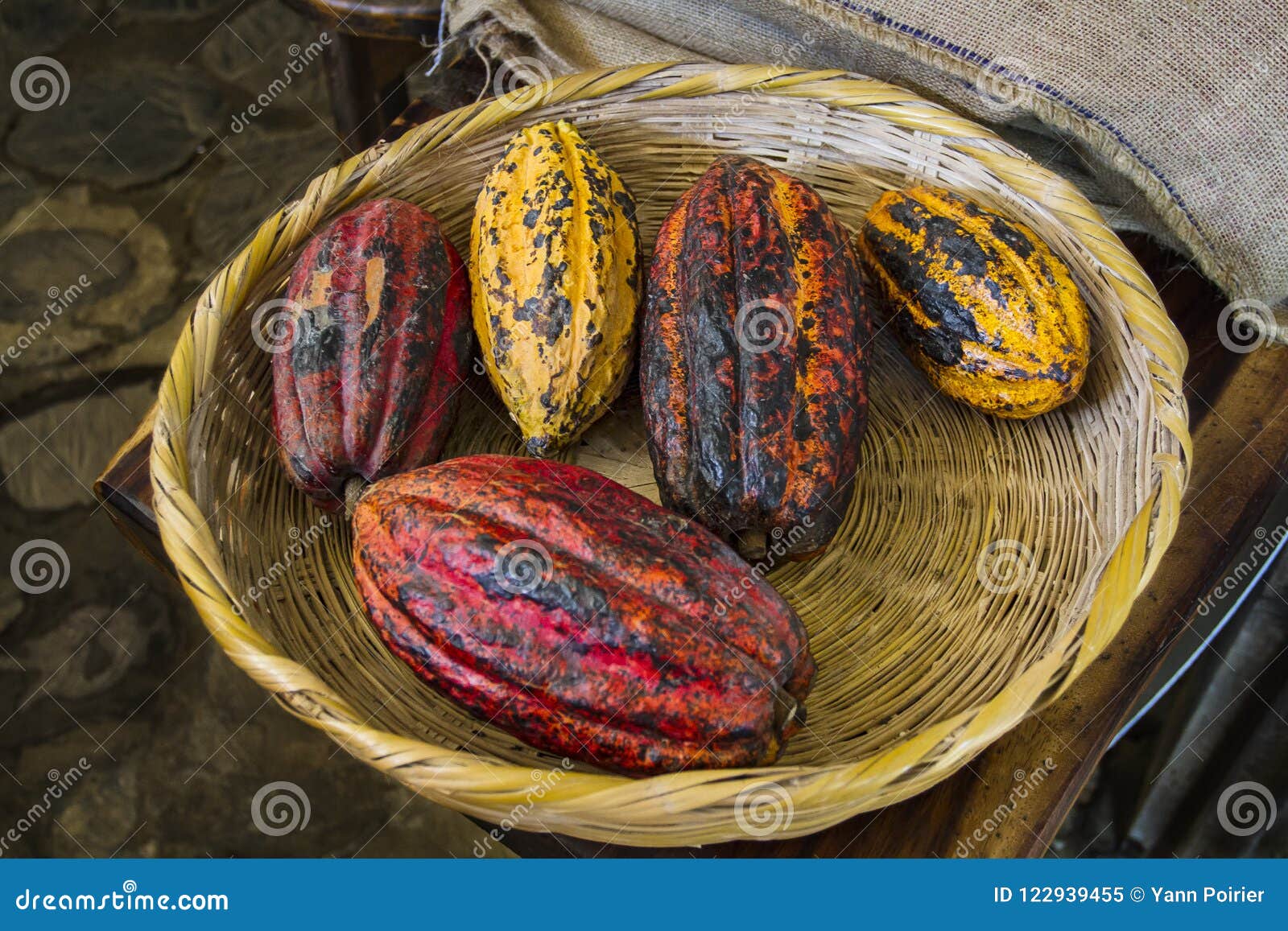 mult-color cocoa bean
