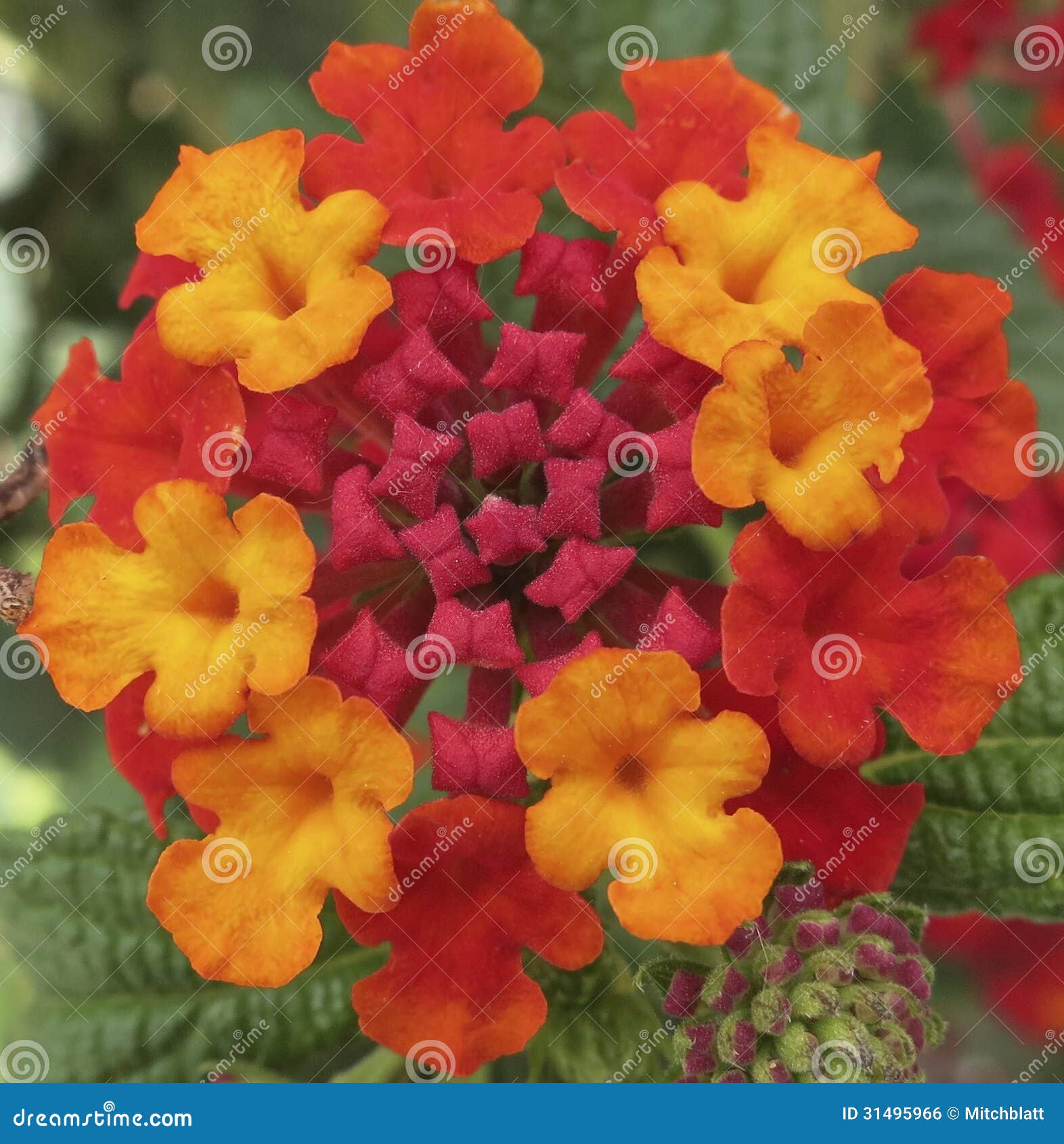 Red, Yellow, and Orange Flowers Stock Photo Image of beauty, flower