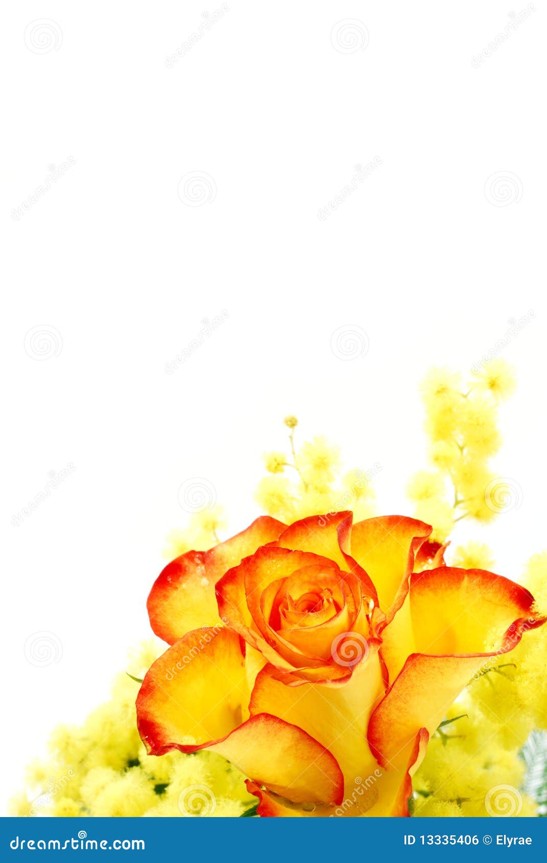 Red and Yellow Rose Arrangement Stock Photo Image of card, corner