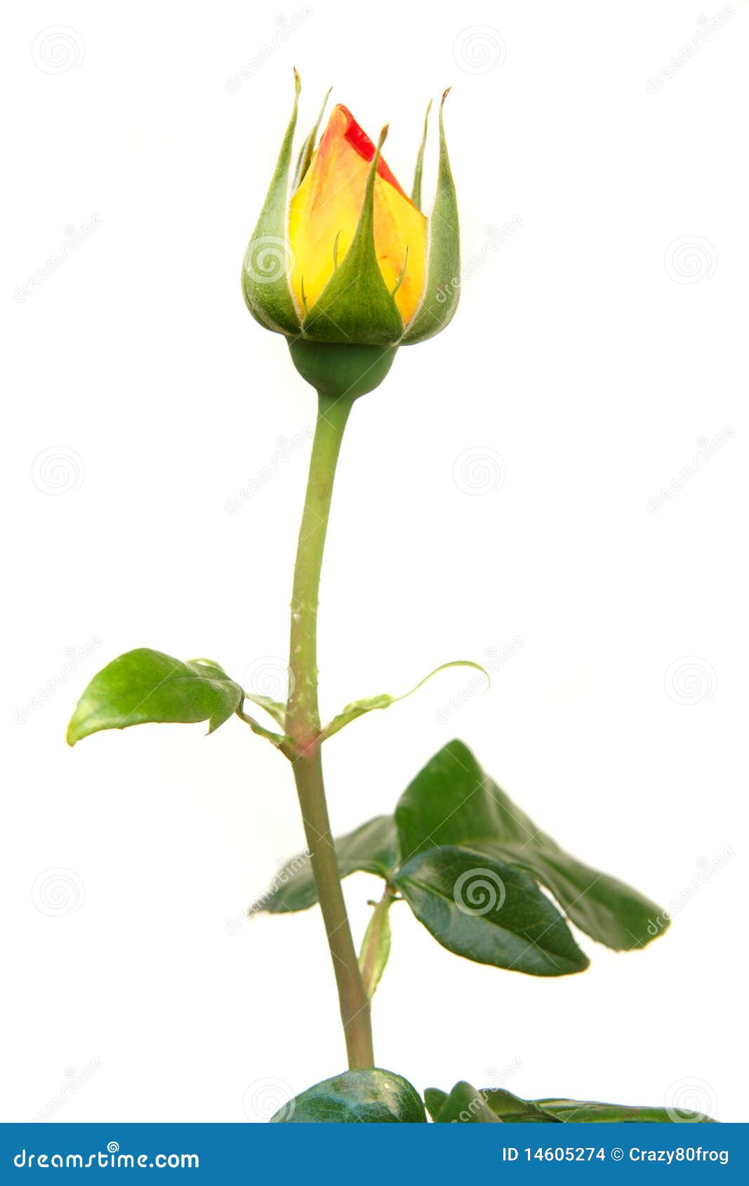 clipart rose buds - photo #45