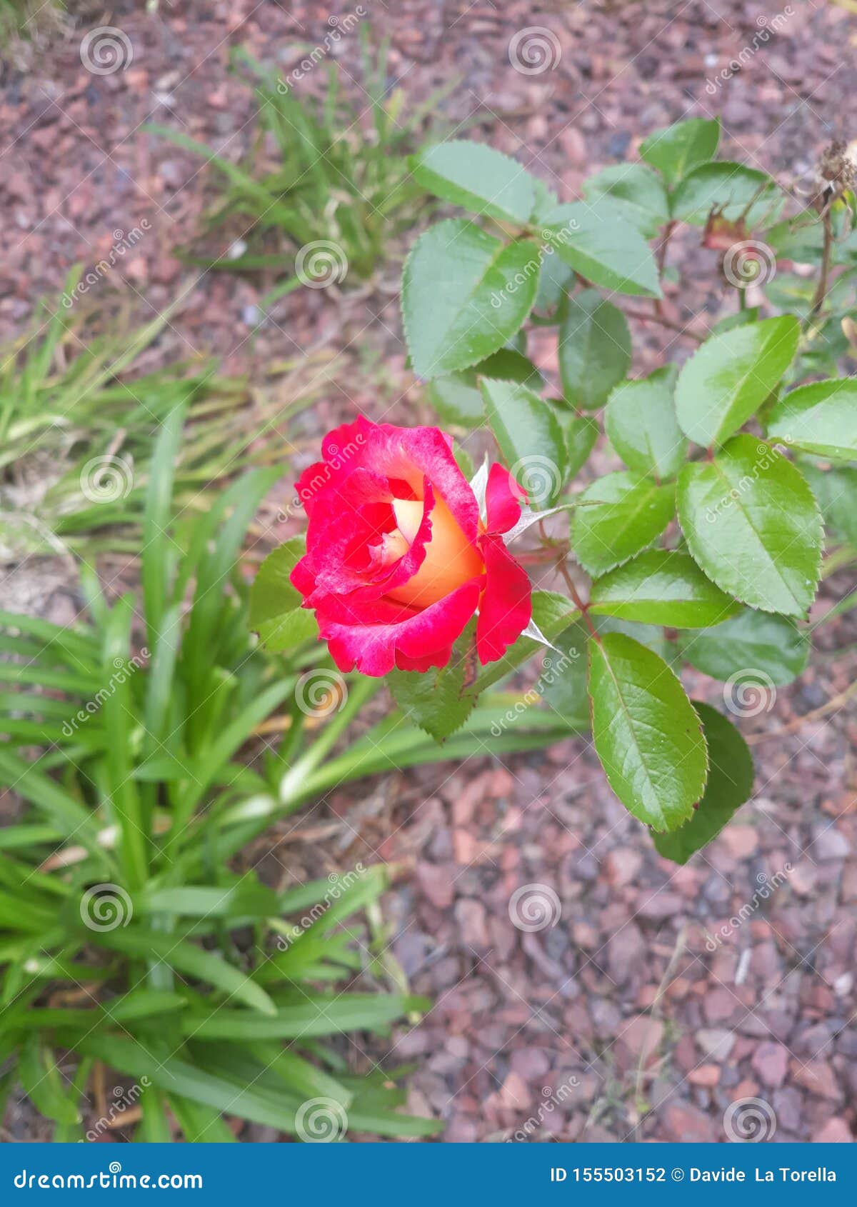 Red and yellow rose stock photo. Image of bush, yellow 155503152