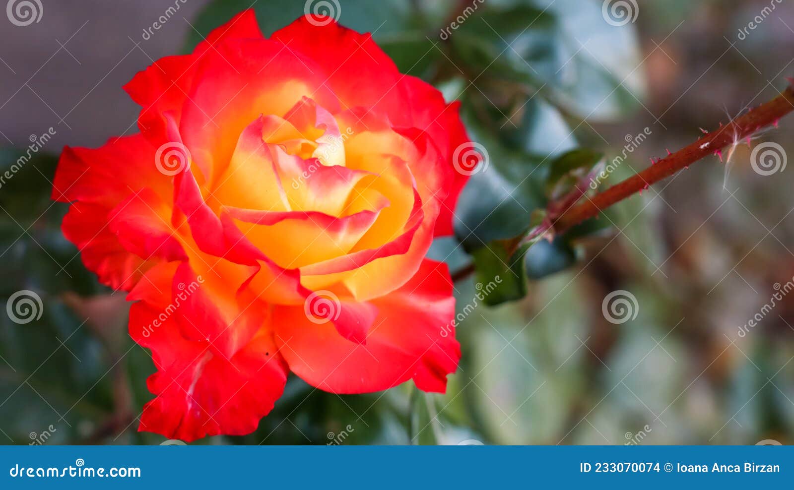 Red Yellow Rose in the Garden Stock Photo Image of close, flower