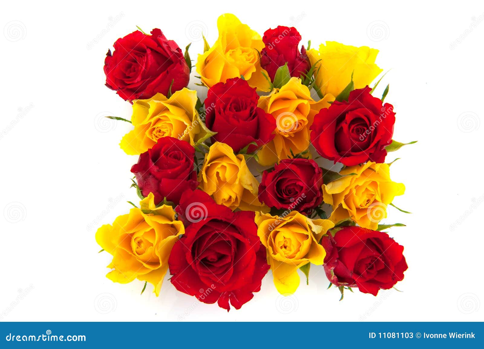 Red and yellow roses stock image. Image of mixed, nature 11081103
