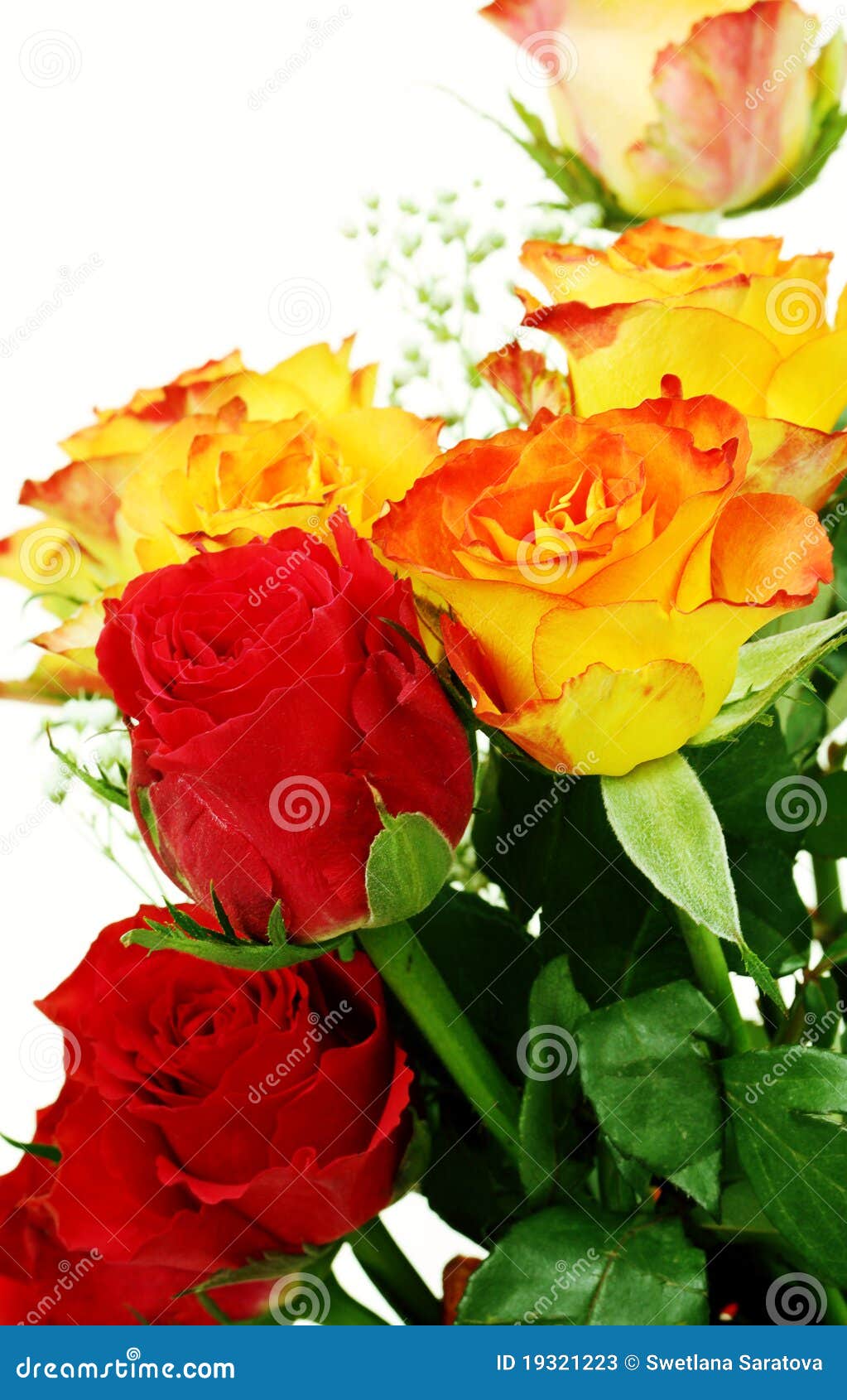 Red and yellow roses stock image. Image of closeup, fragility 19321223