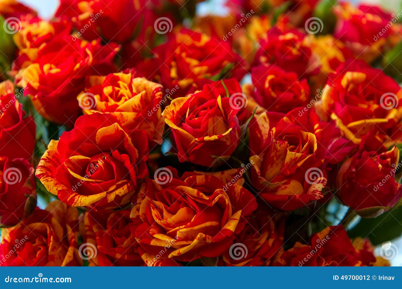 Red Yellow Roses Background Stock Photo Image of birthday, pattern 49700012