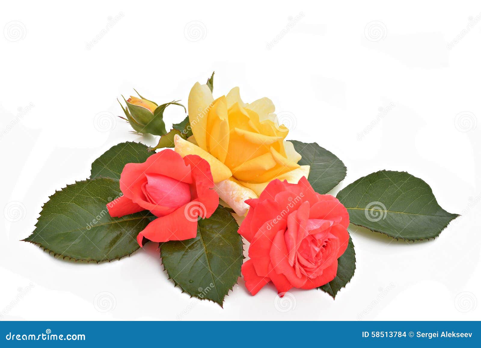 Red And Yellow Roses And Leaves (Latin Name: Rosa) Stock Photo - Image Of  Plant, Rosa: 58513784