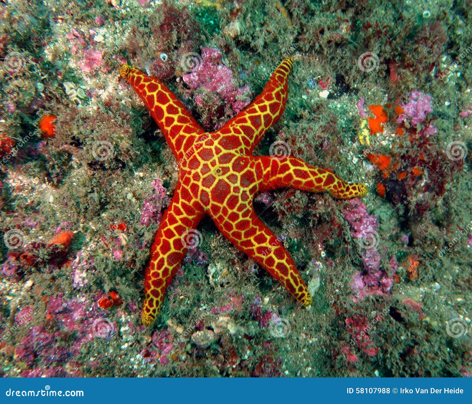red and yellow seastar