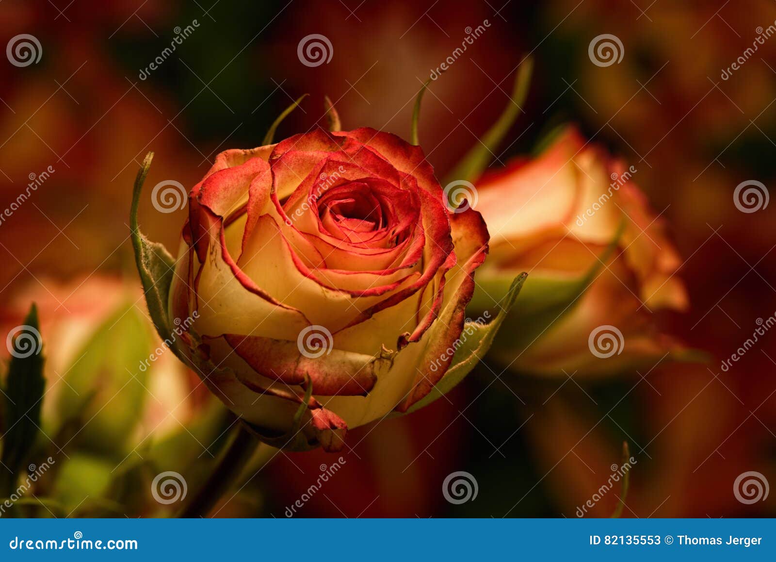 yellow spray roses