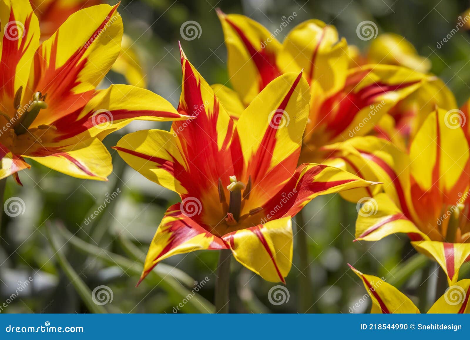 Red and Yellow Striped Tulip Flower Stock Photo Image of petal