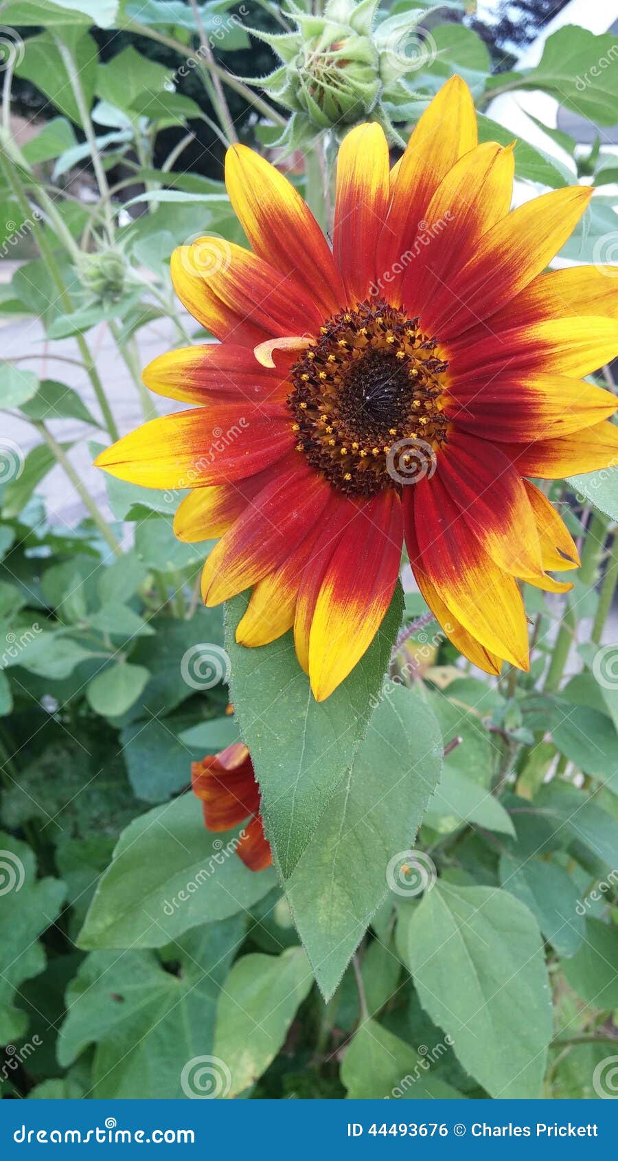 Red and yellow sunflower stock photo. Image of space 44493676