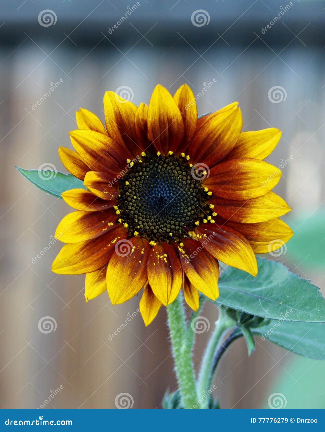 Red and Yellow Sunflower stock image. Image of late, pollinate 77776279