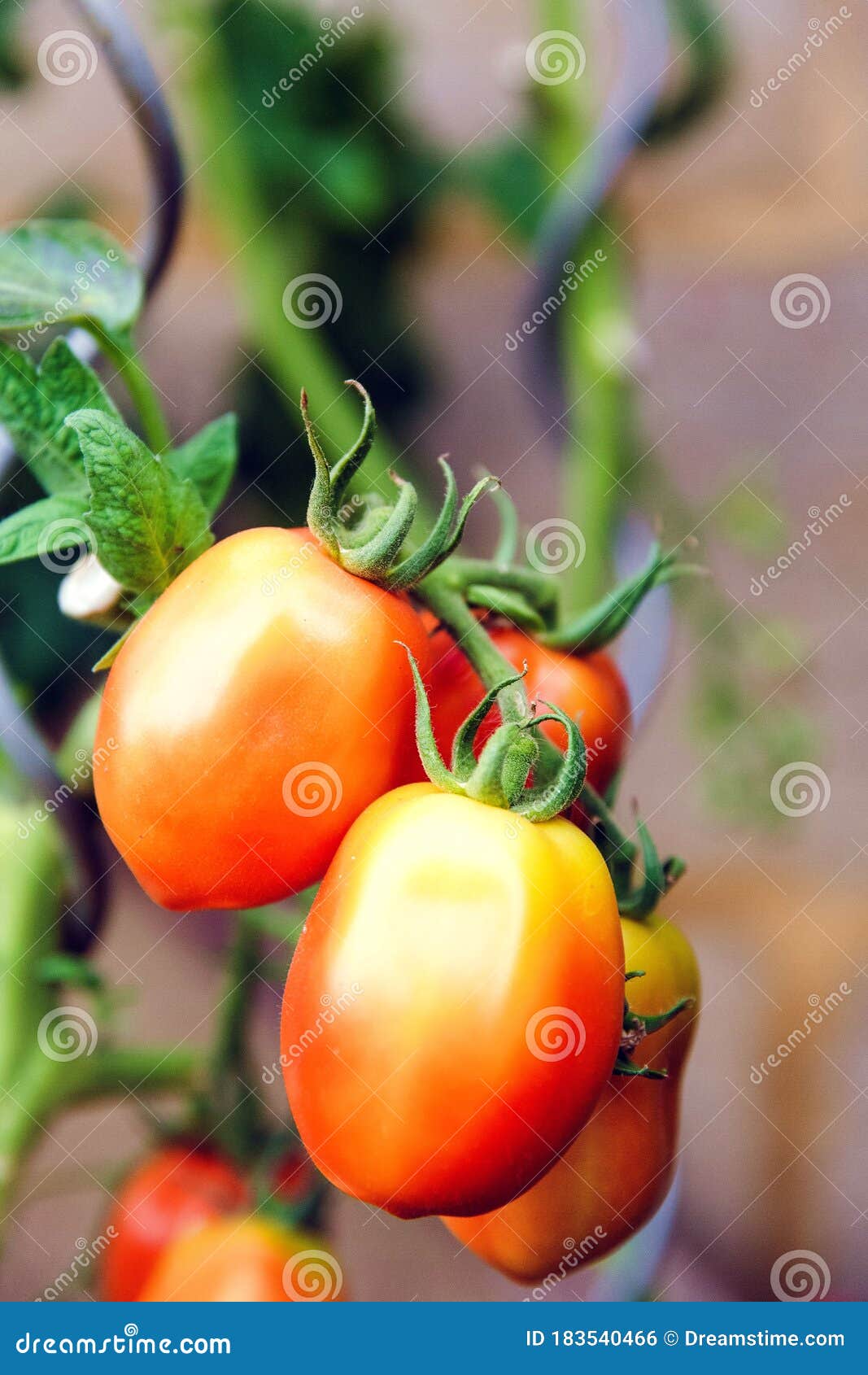 Red and Yellow Tomatoes on a Branch Stock Photo Image of health