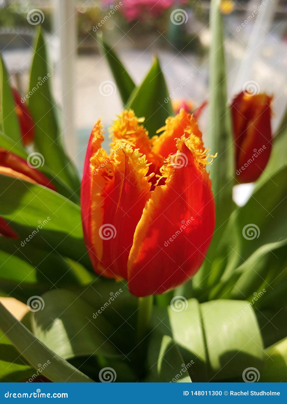 Red and yellow tulip stock photo. Image of nature, flowers ...