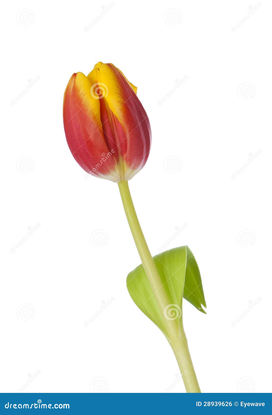 Red And Yellow Tulip Isolated Stock Photo Image Of Isolated Closeup