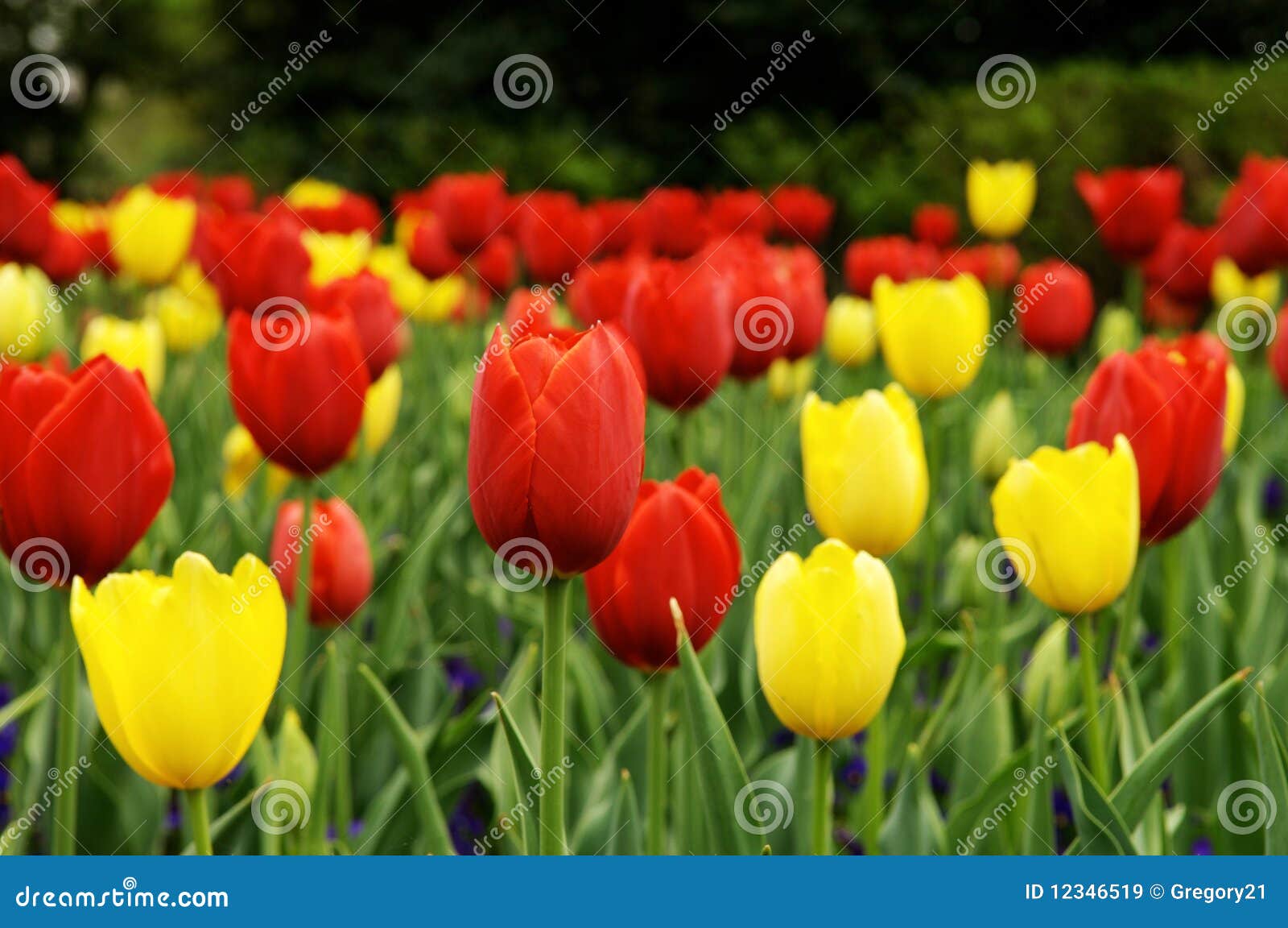 red and yellow tulips