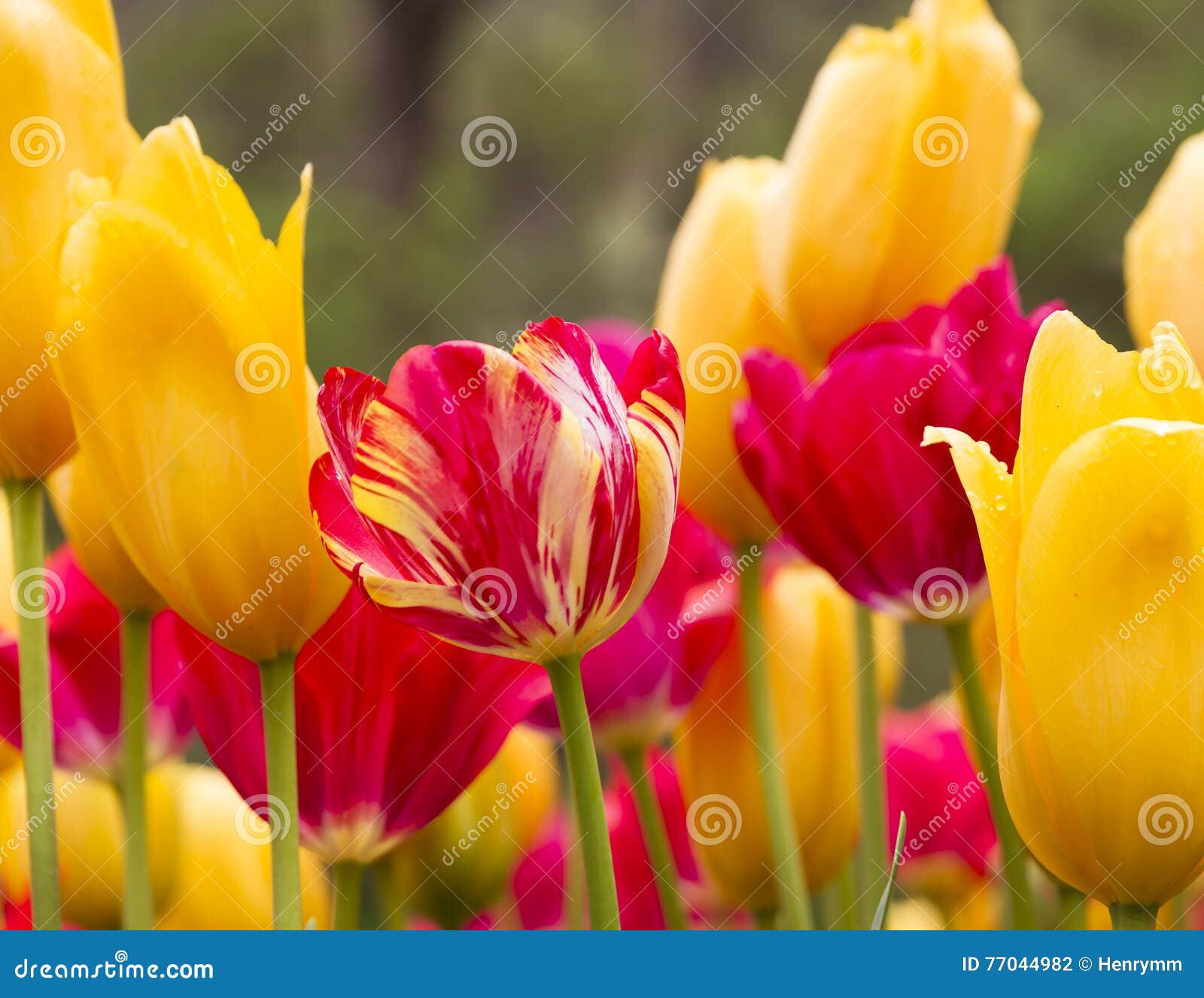 red and yellow tulips, araluen botanic park, perth, australia