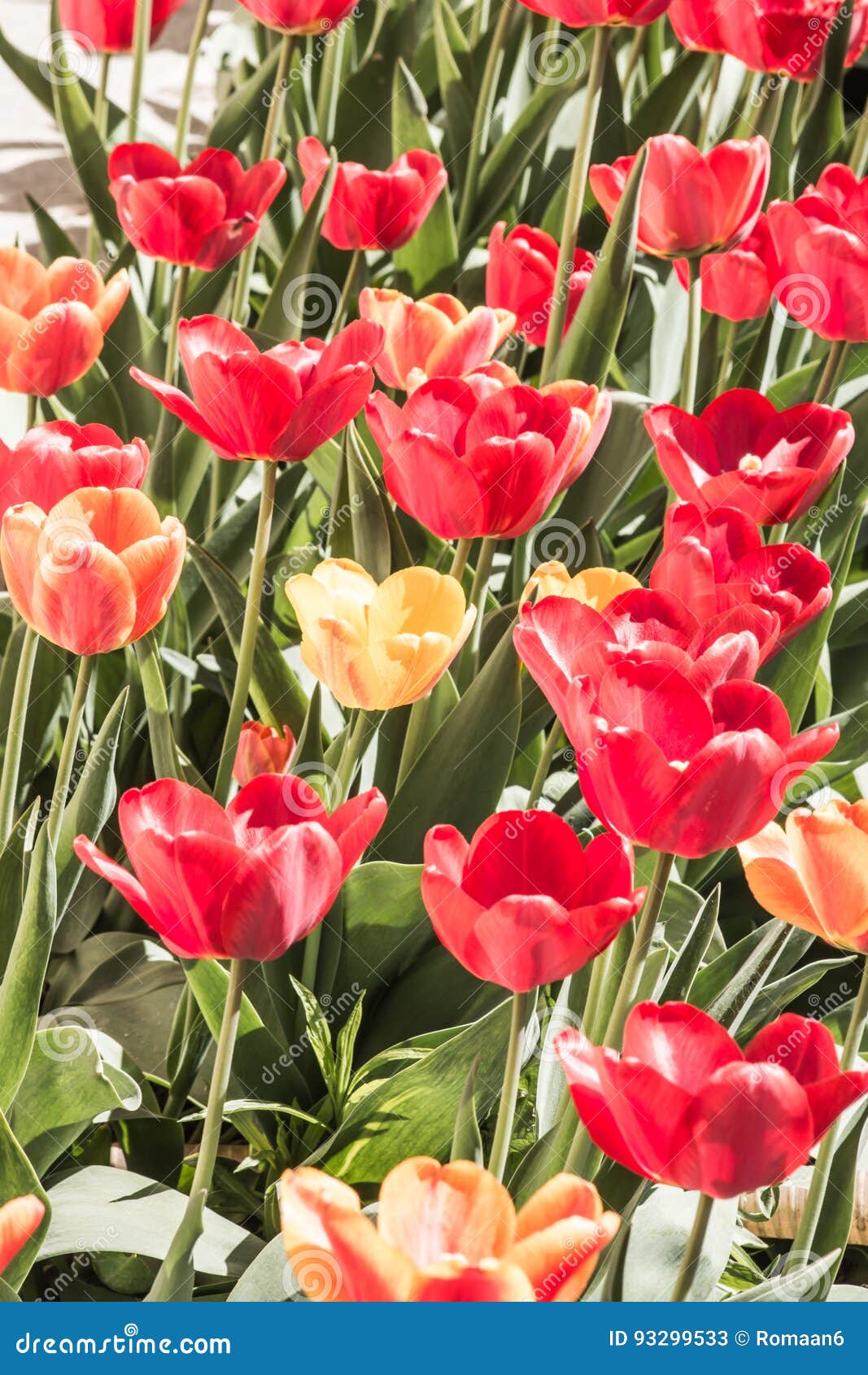 Red And Yellow Tulips On A Flower Bed With A Sunny Day ...
