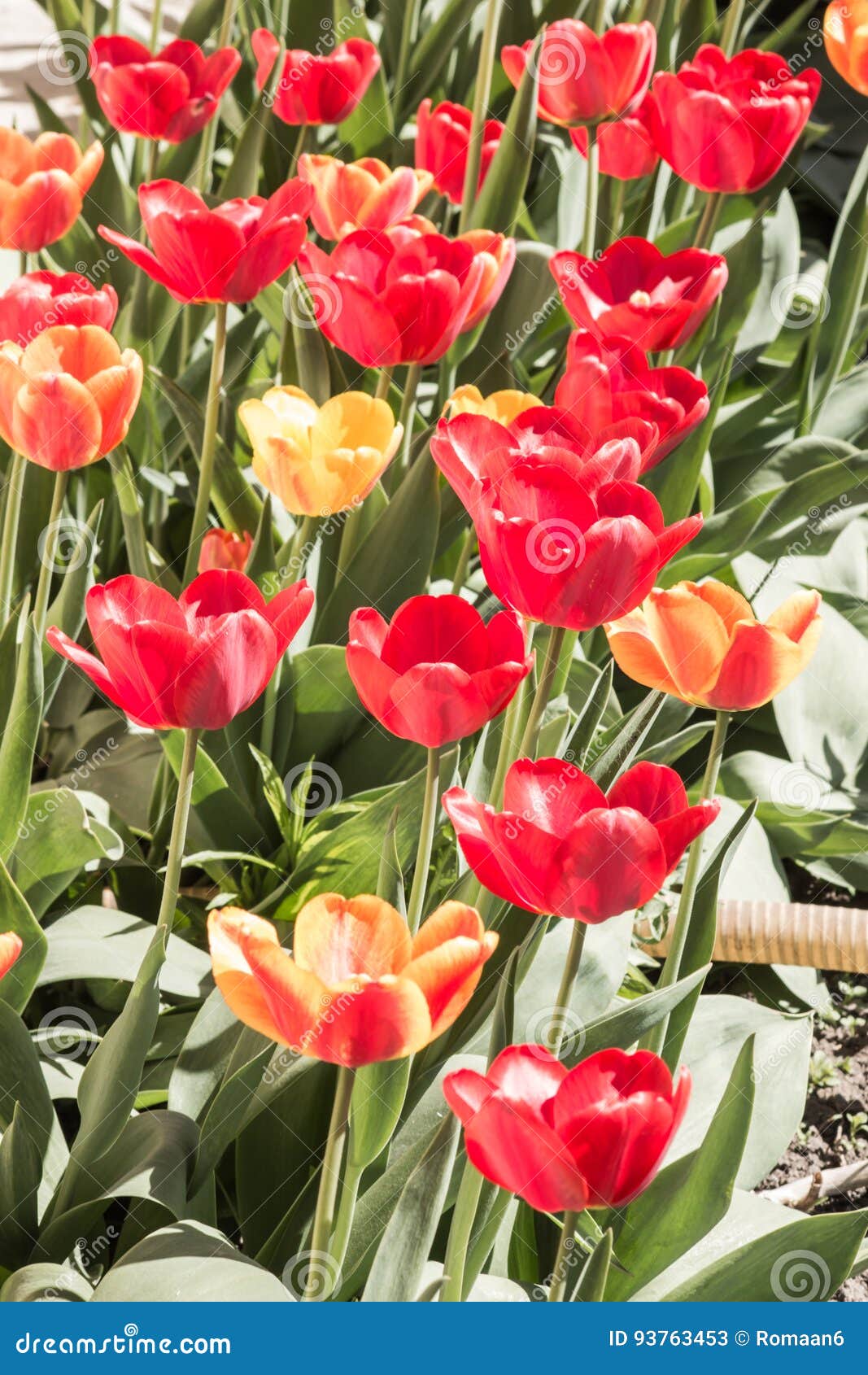 Red And Yellow Tulips On A Flower Bed With A Sunny Day ...