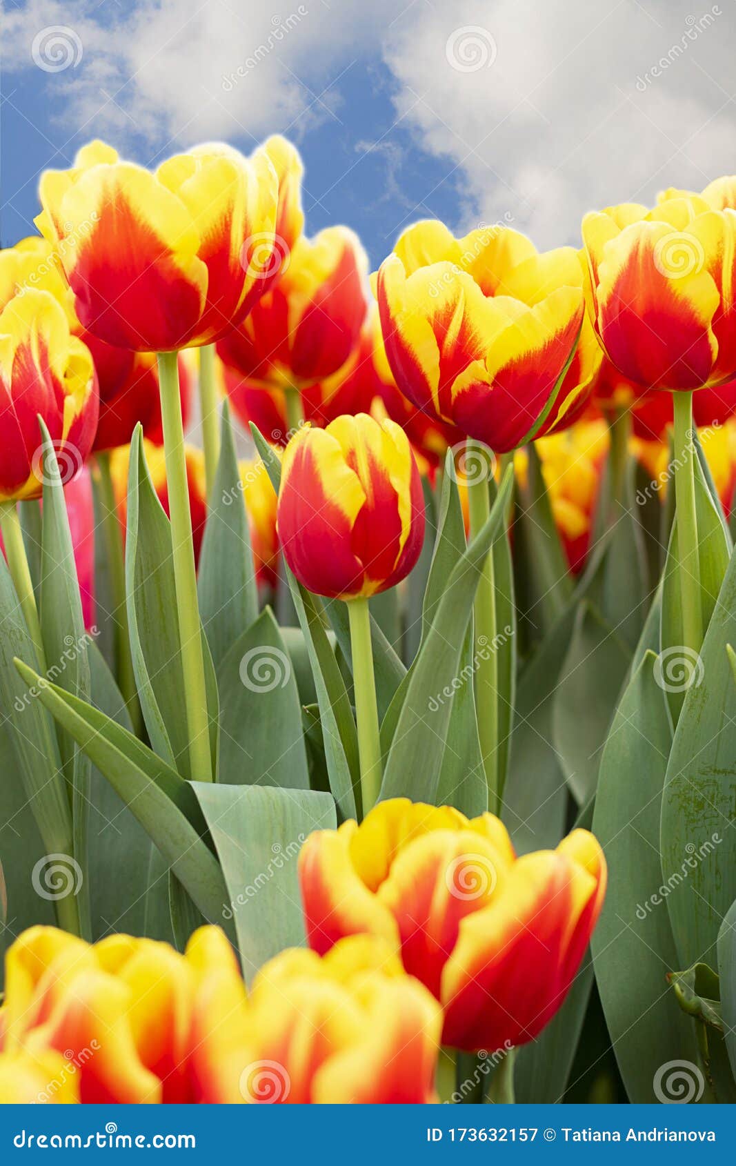 Red and Yellow Tulips in Garden on the Background of Bright Blue Cloudy  Sky. Spring Plant Postcard, Flower Wallpaper. Vertical Stock Image - Image  of easter, flower: 173632157