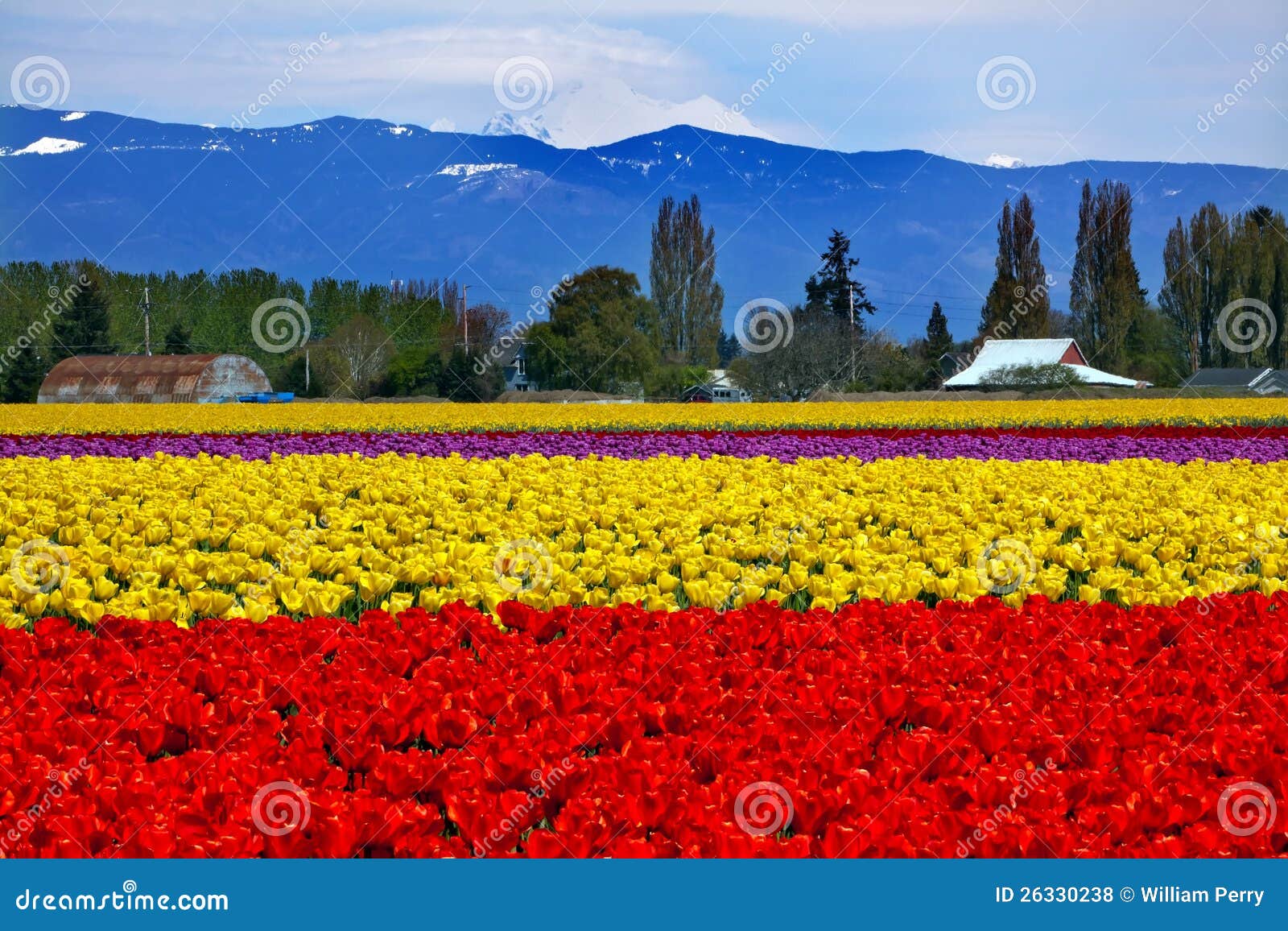 Red Yellow Tulips Mt Baker Skagit Washington Stock Photo Image of