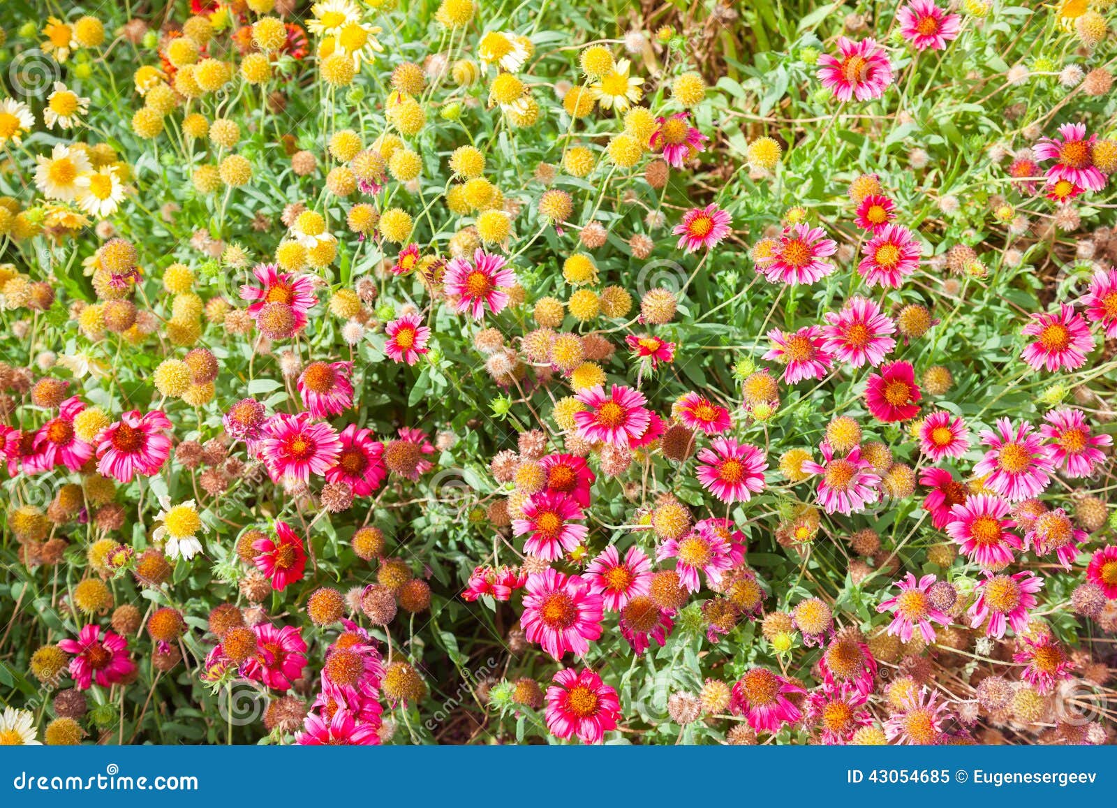 Red and Yellow Wild Flowers on Meadow Stock Image Image of flowers
