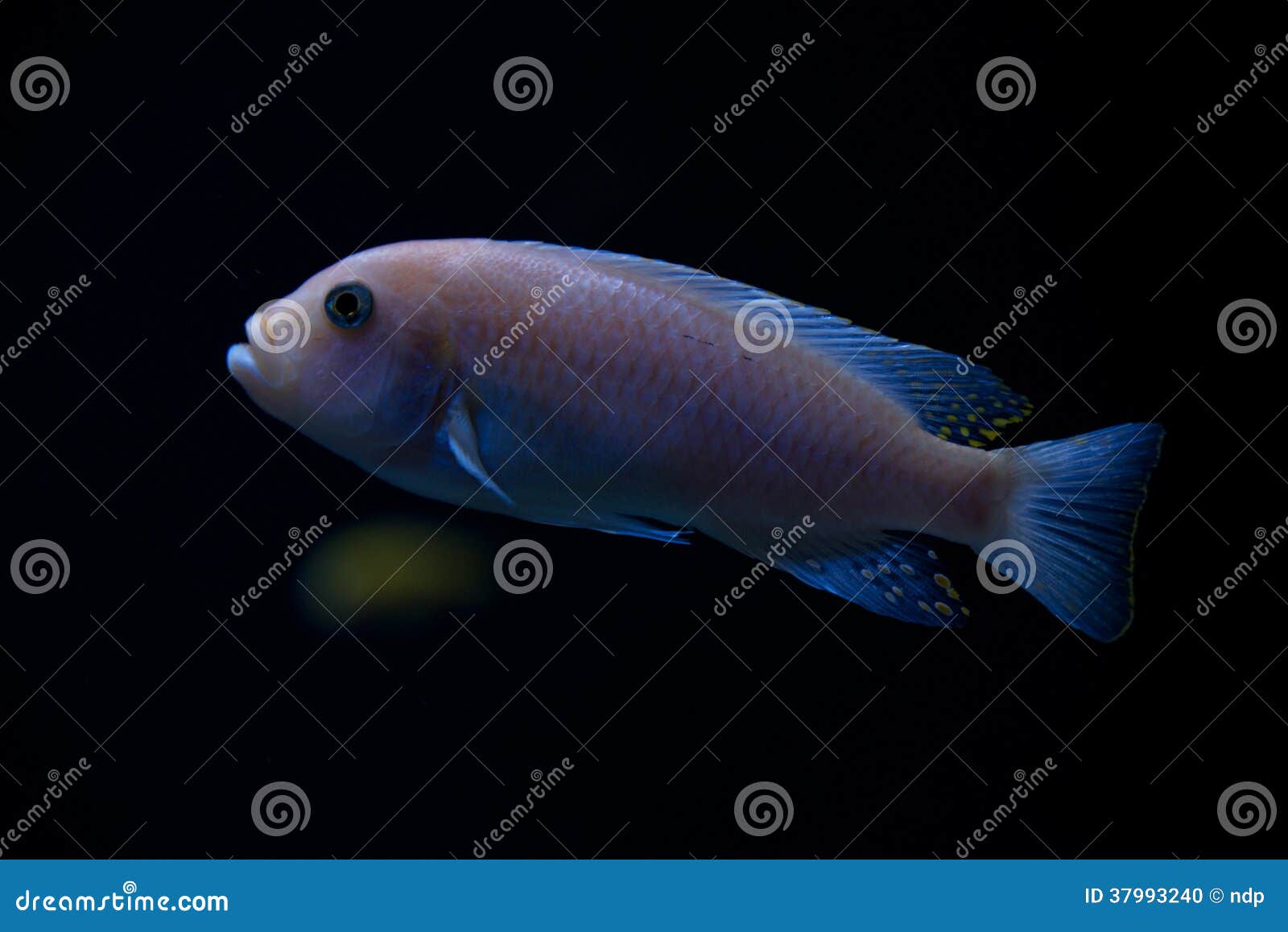 red zebra cichlid akbinos red zebra cichlid akbinos