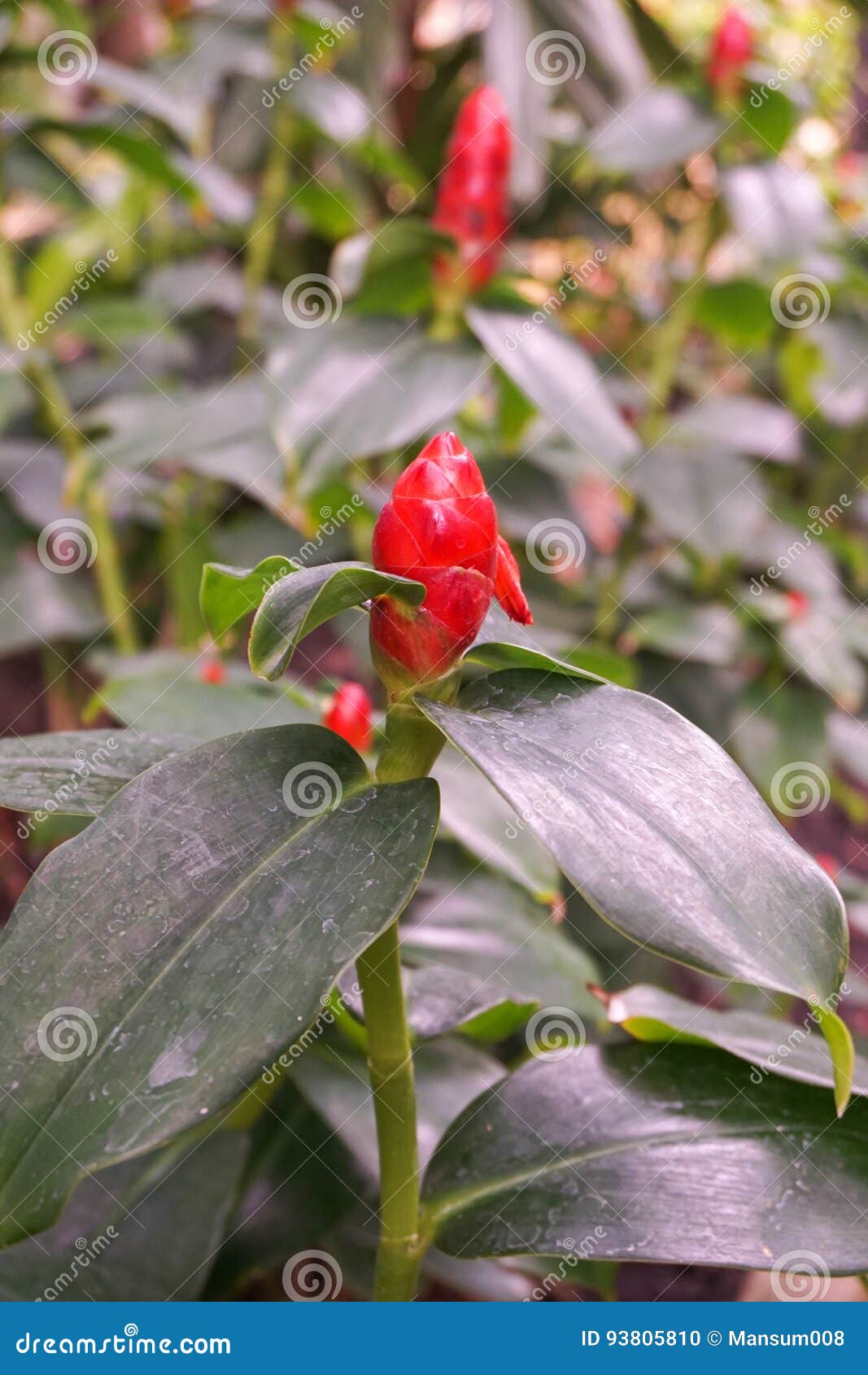 Red Zingiber Zerumbet Flower Stock Photo Image of plant, zerumbet