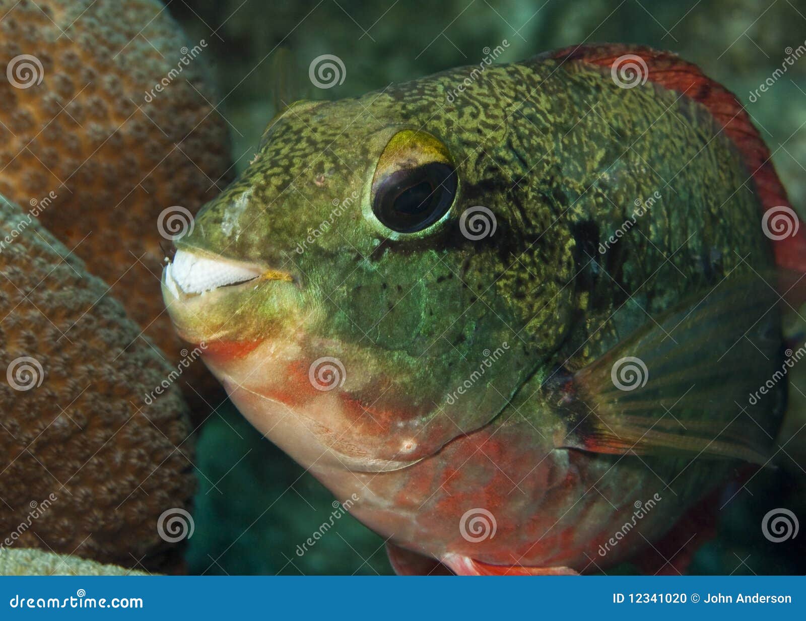 Redband Parrotfish stock photo. Image of parrotfish, living 12341020