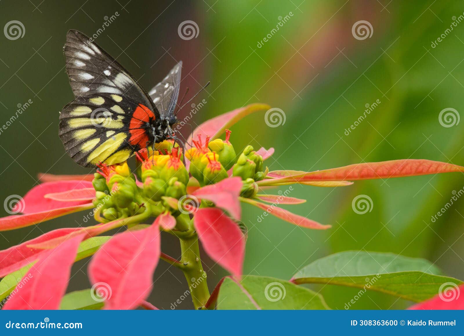 redbase jezebel butterfly in taiwan