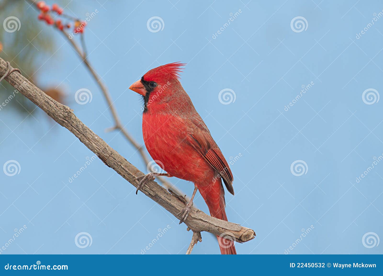 Redbird. Een mannelijke kardinaal streek op een bessenwijnstok neer