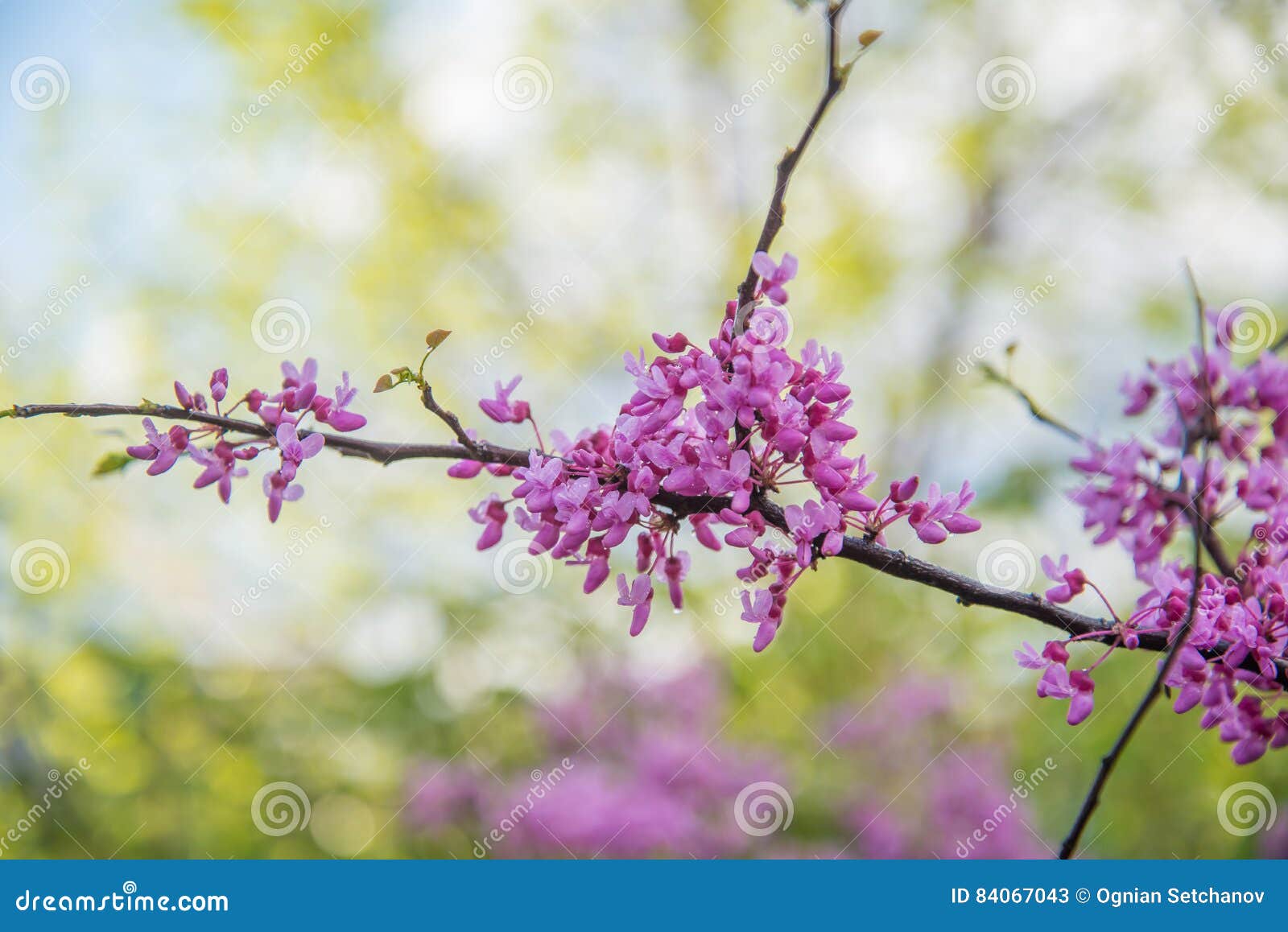 Redbud tree blossoms stock image. Image of flowering 84067043