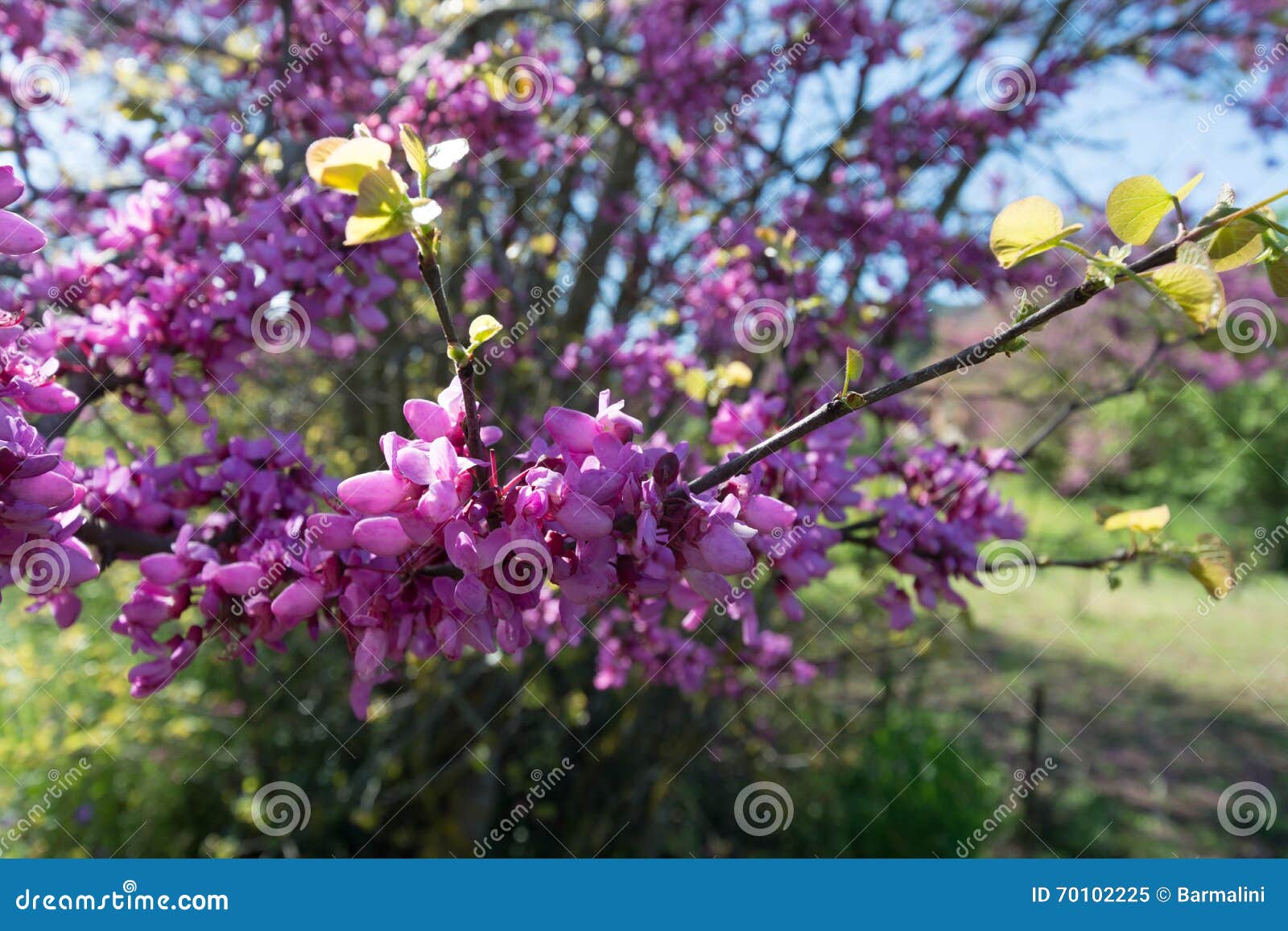 Redbud tree pink flowers stock image. Image of outdoors 70102225