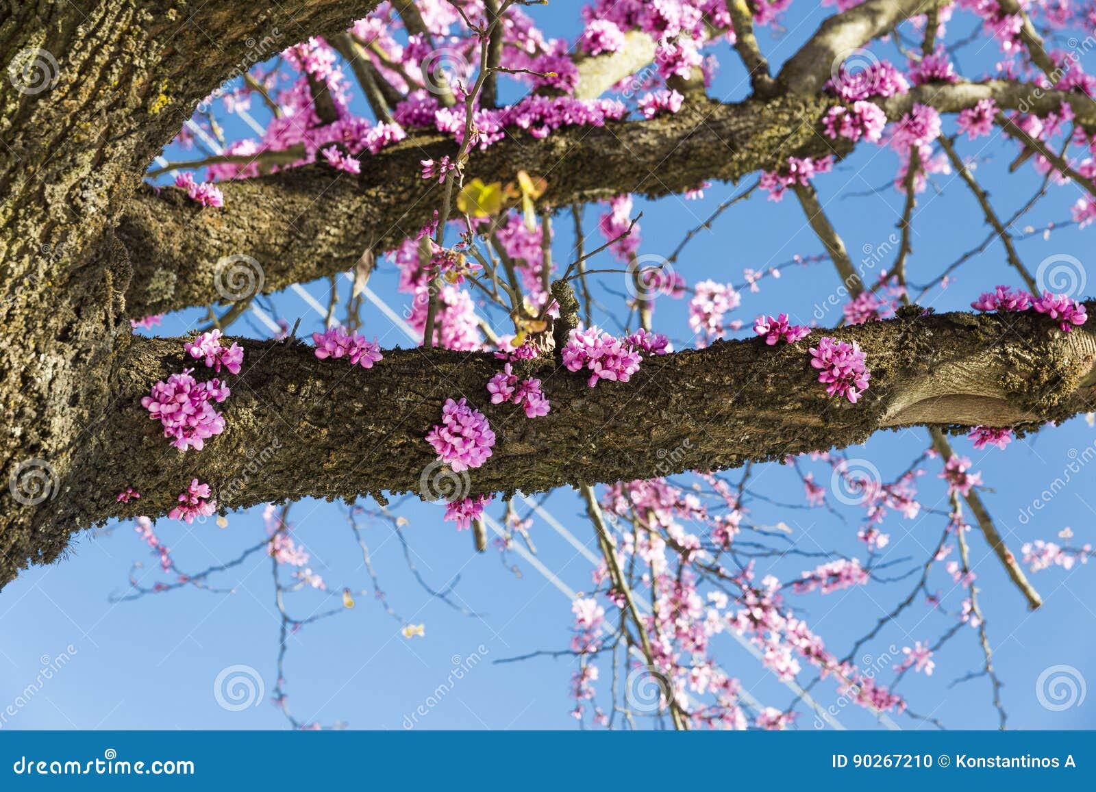 Redbud Tree in Spring Pink Flowers Stock Photo Image of botanical