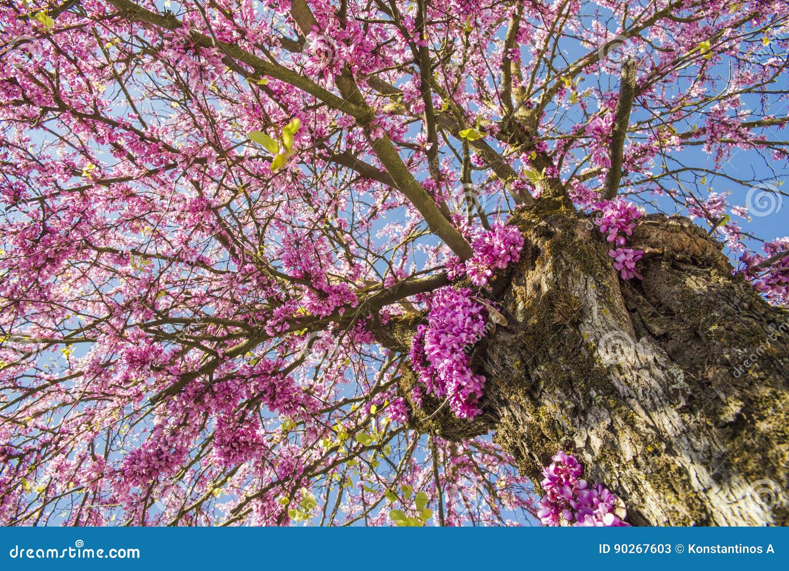 Redbud Tree in Spring Pink Flowers Stock Image Image of blooming