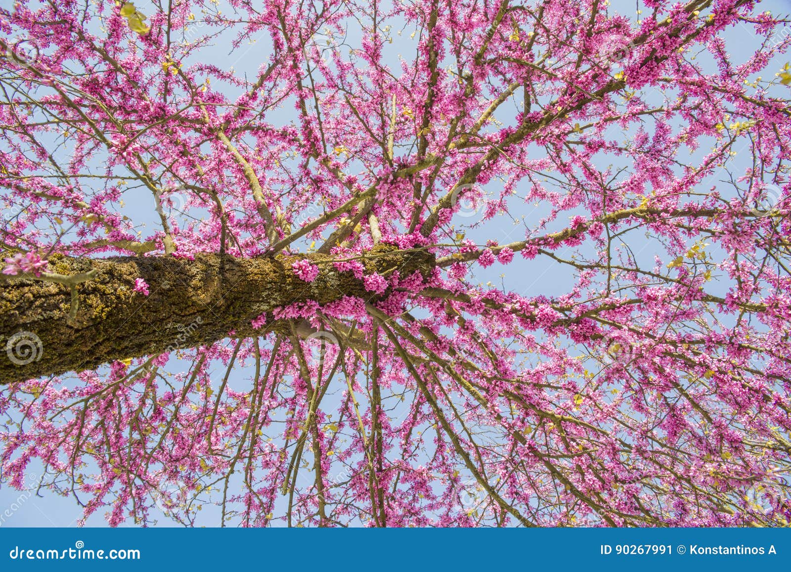 Redbud Tree in Spring Pink Flowers Stock Image Image of california
