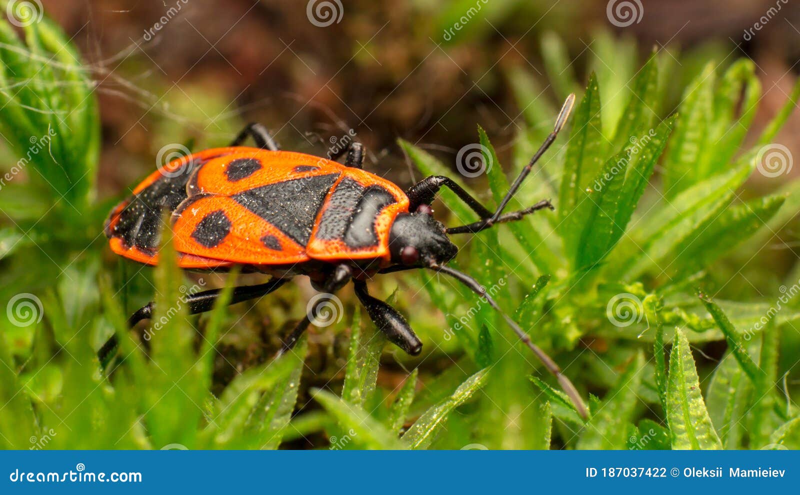 redbug soldier, macro, super macro, pyrrhocoris apterus, pyrrhocoridae from squad hemiptera, in natural habitat, on the ground in