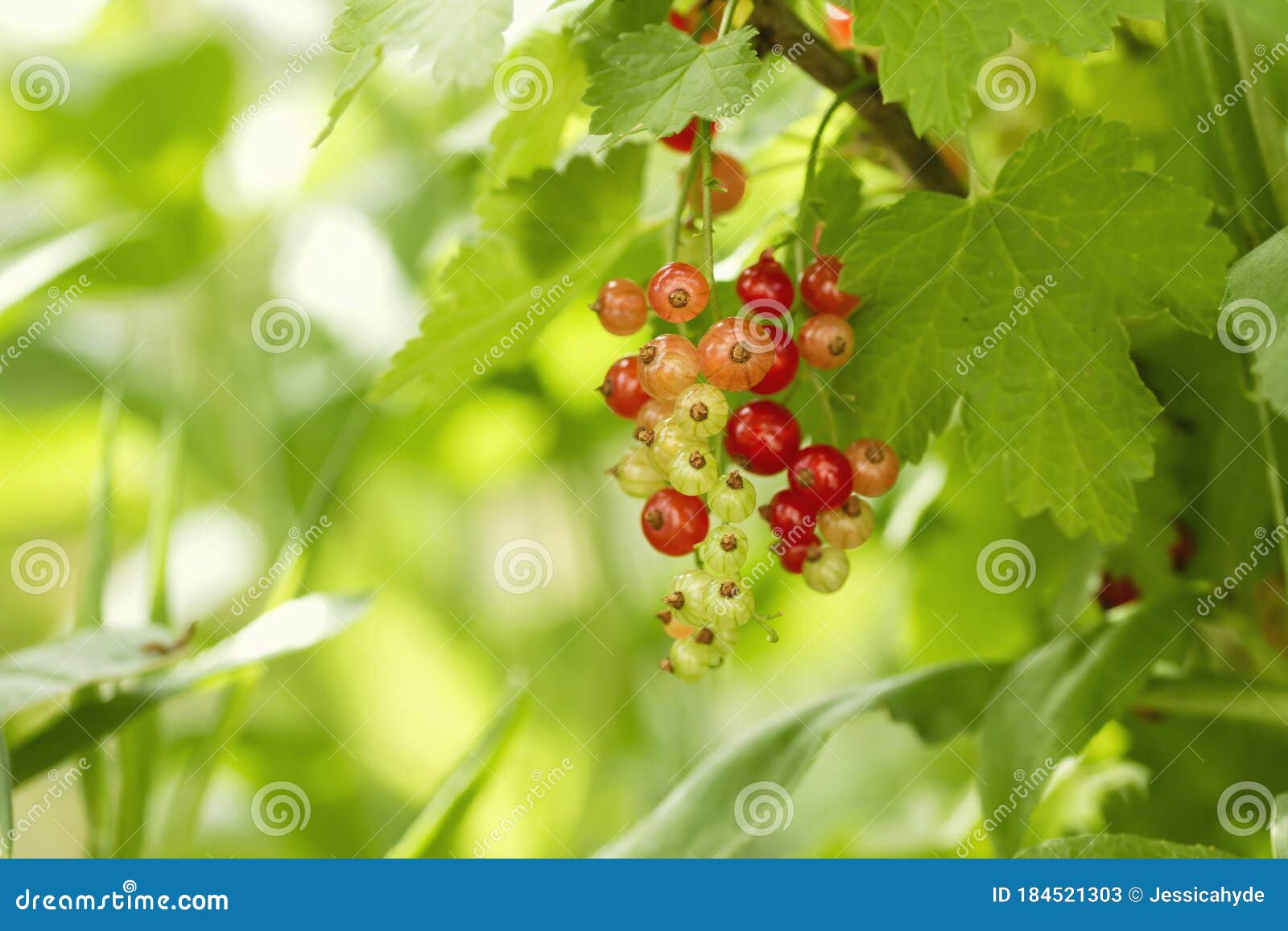 Redcurrant Berries Growing in the Kitchen Garden Stock Image Image of