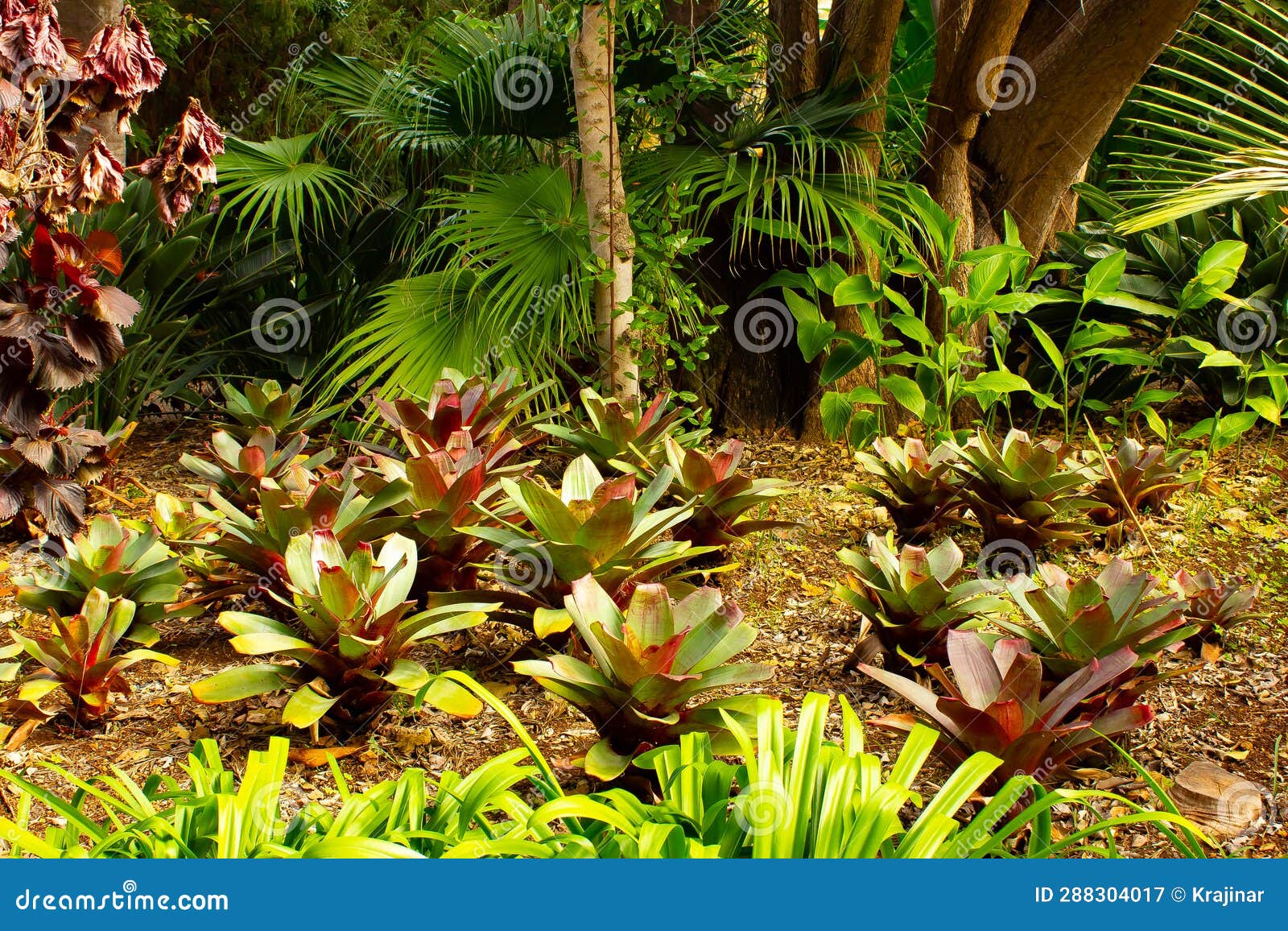 reddish bromeliads in jardin botanico, puerto de la cruz, tenerife, canary islands, spain