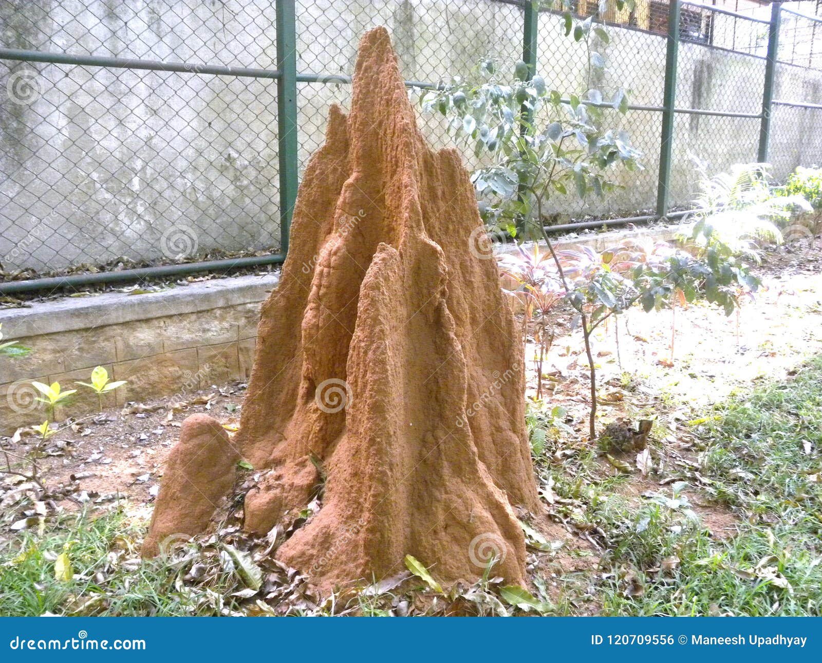 reddish brown color termite mound