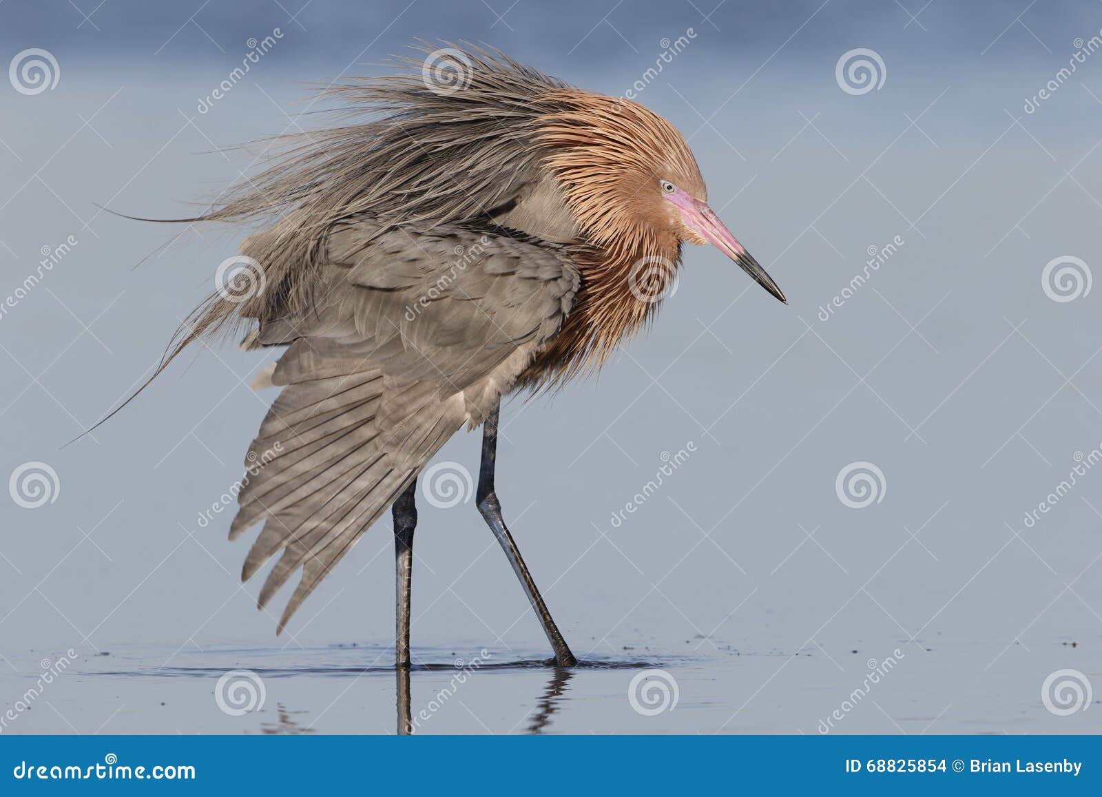 reddish egret extending a wing - florida