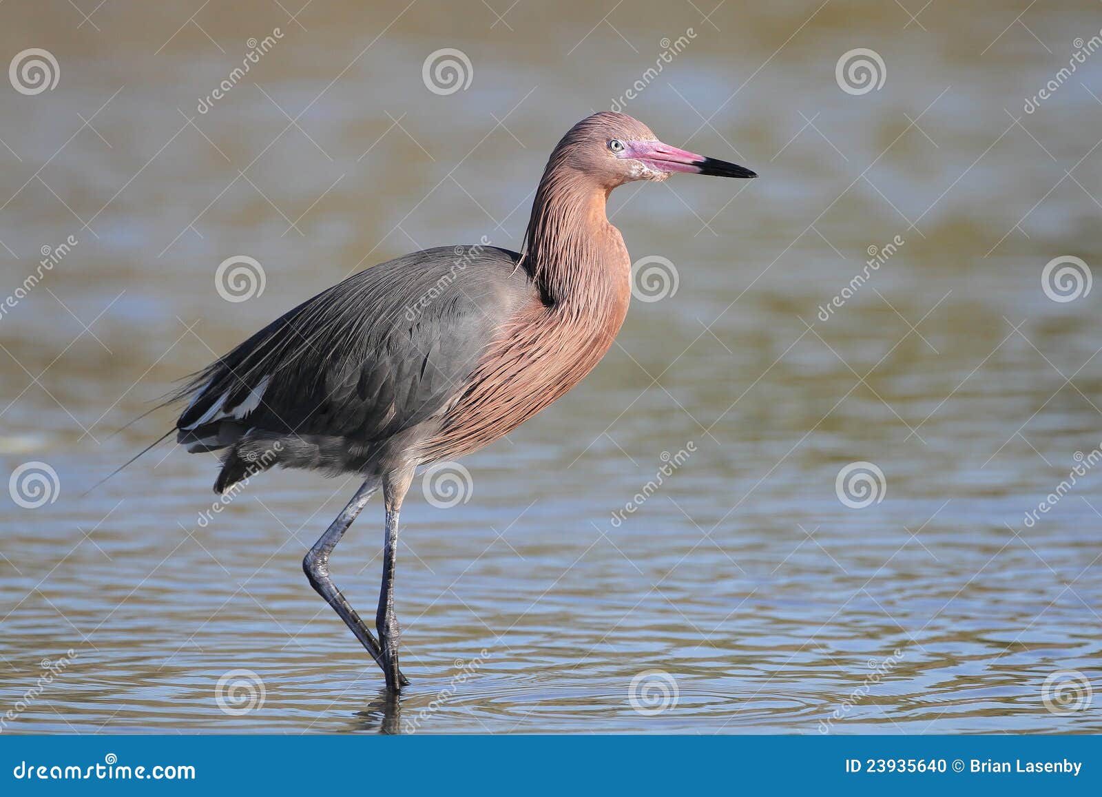 reddish egret wading in shallow water