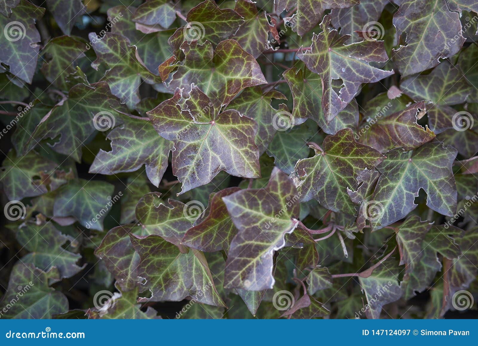 Hedera helix close up stock image. Image of invasive 147124097