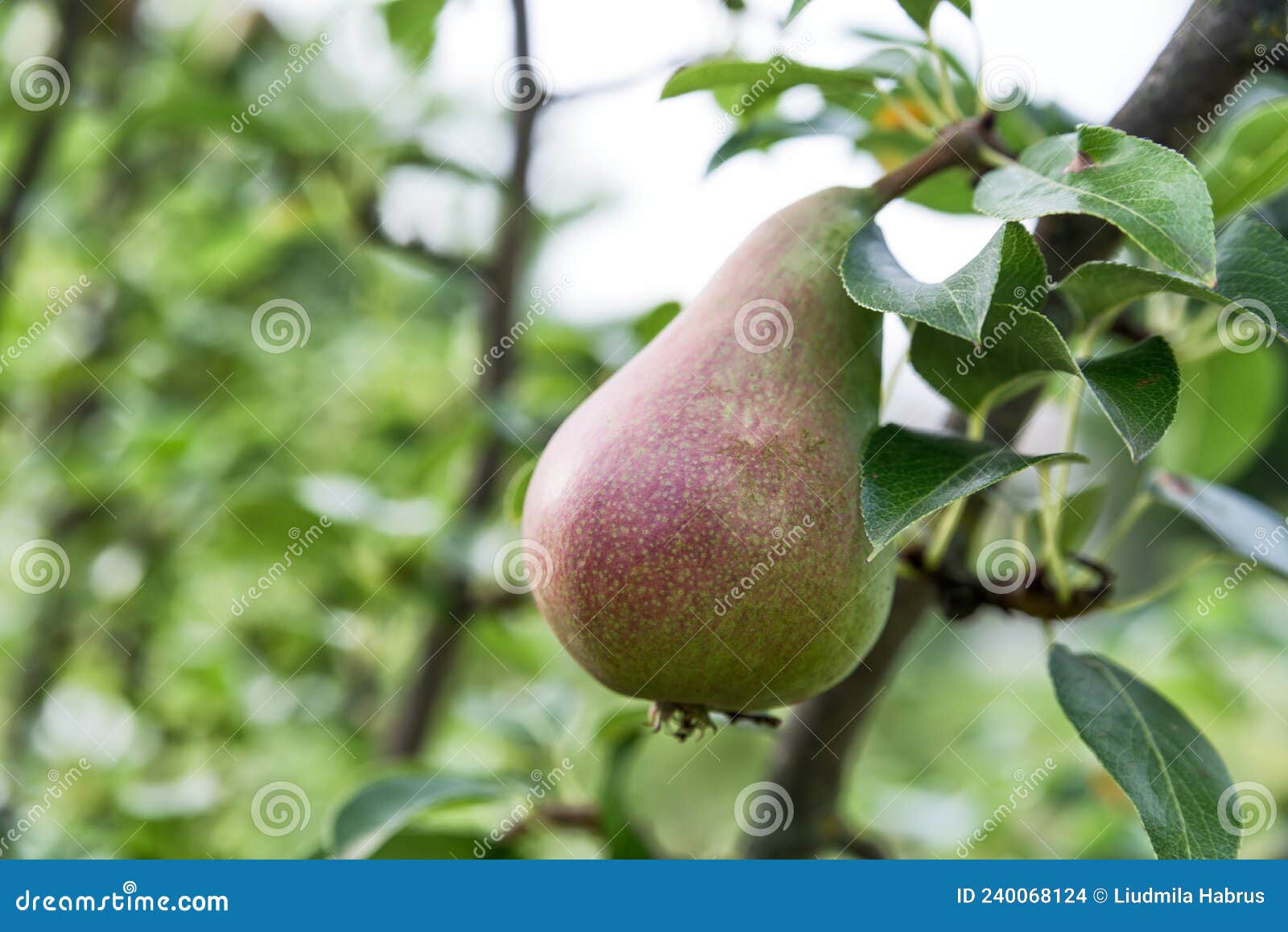 Reddishgreen Pear on a Tree Closeup Stock Photo Image of garden